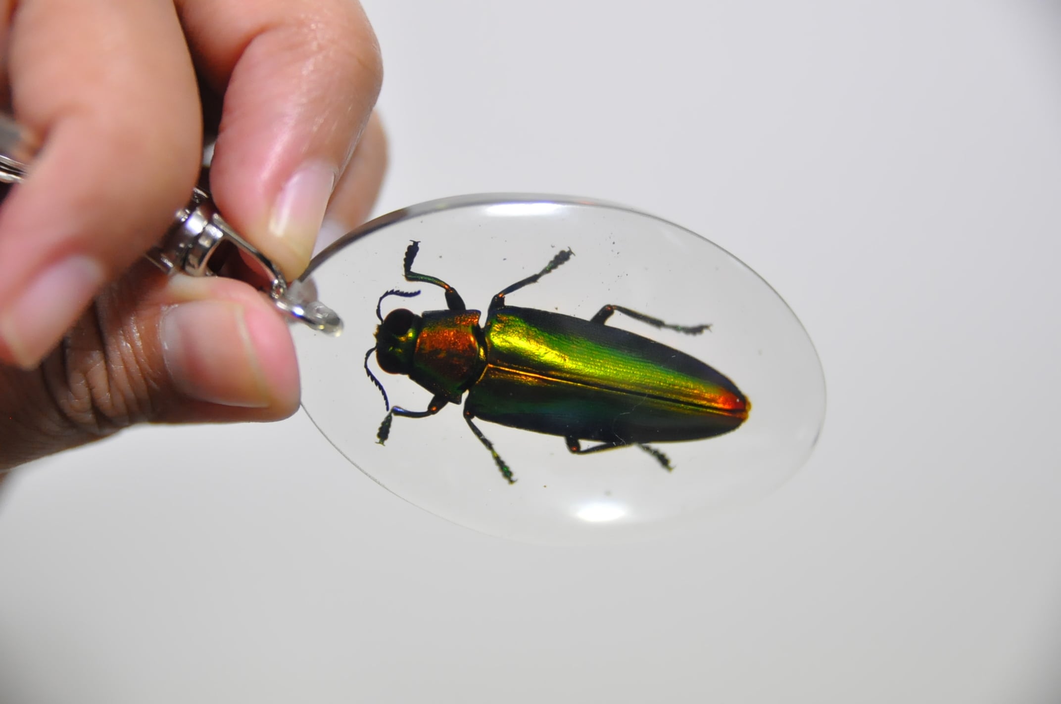 タマムシ Chrysochroa fulminansキーホルダー 昆虫標本 | いんどねし屋