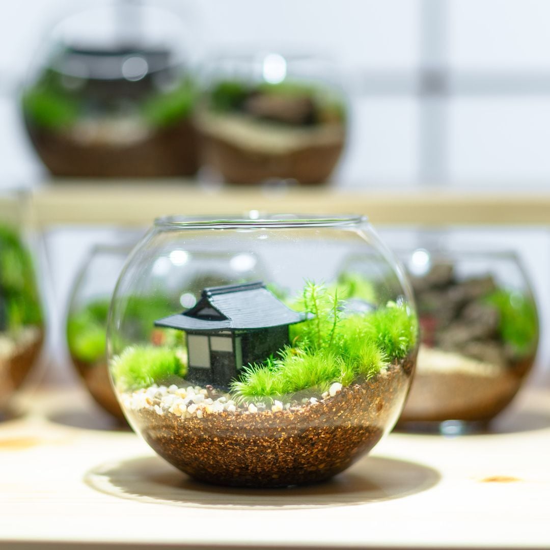 苔テラリウムShopすみれ