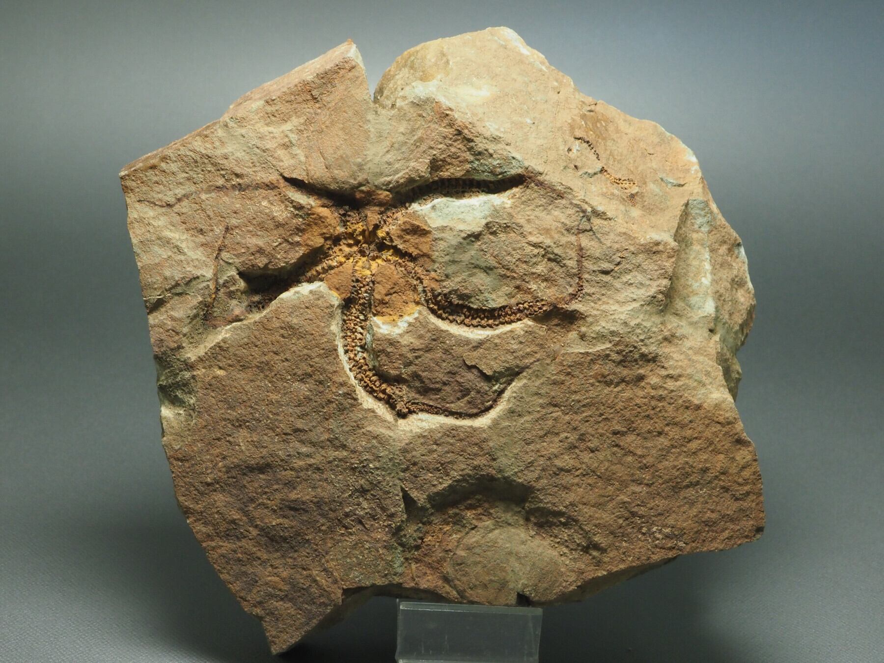 ウミユリ 化石 両面！ウミユリの化石【Ascocystites sp.】【453 g