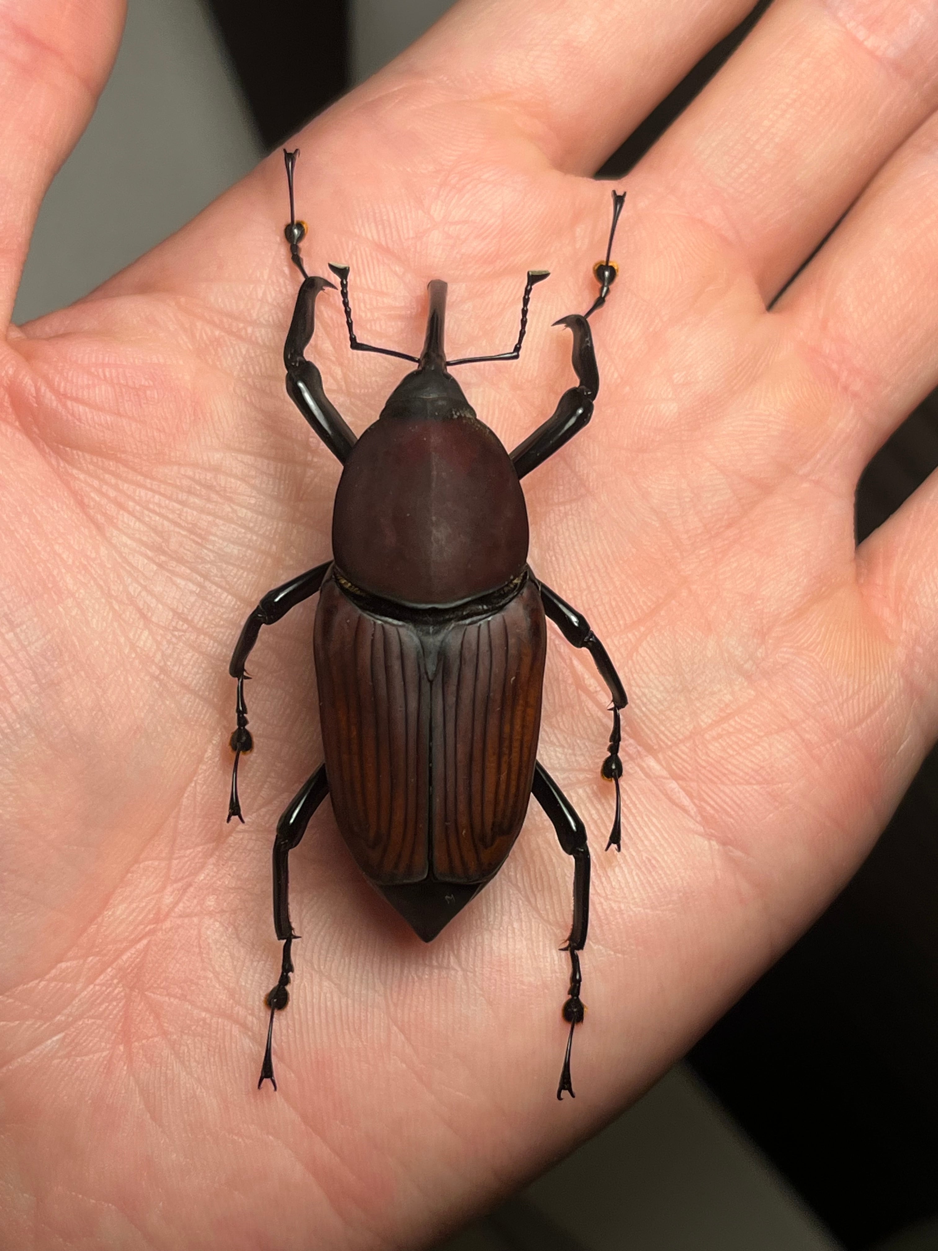 56mm】タイショウオサゾウムシ カミキリ昆虫ゼリー標本甲虫フンチュウ