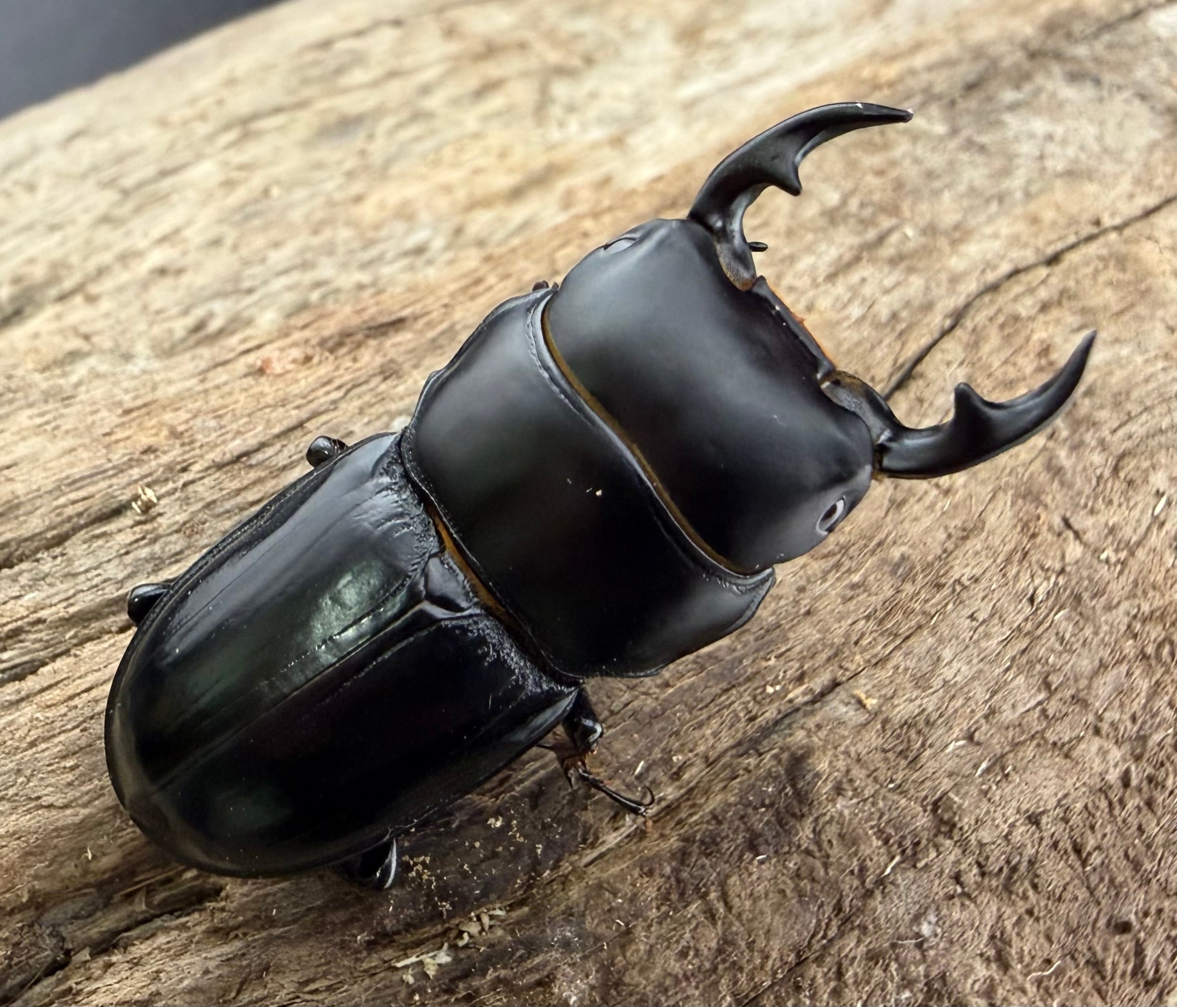 WF1】《カツラオオクワガタ ssp. 四川省産 39mm A'品ペア》 | KPW公式