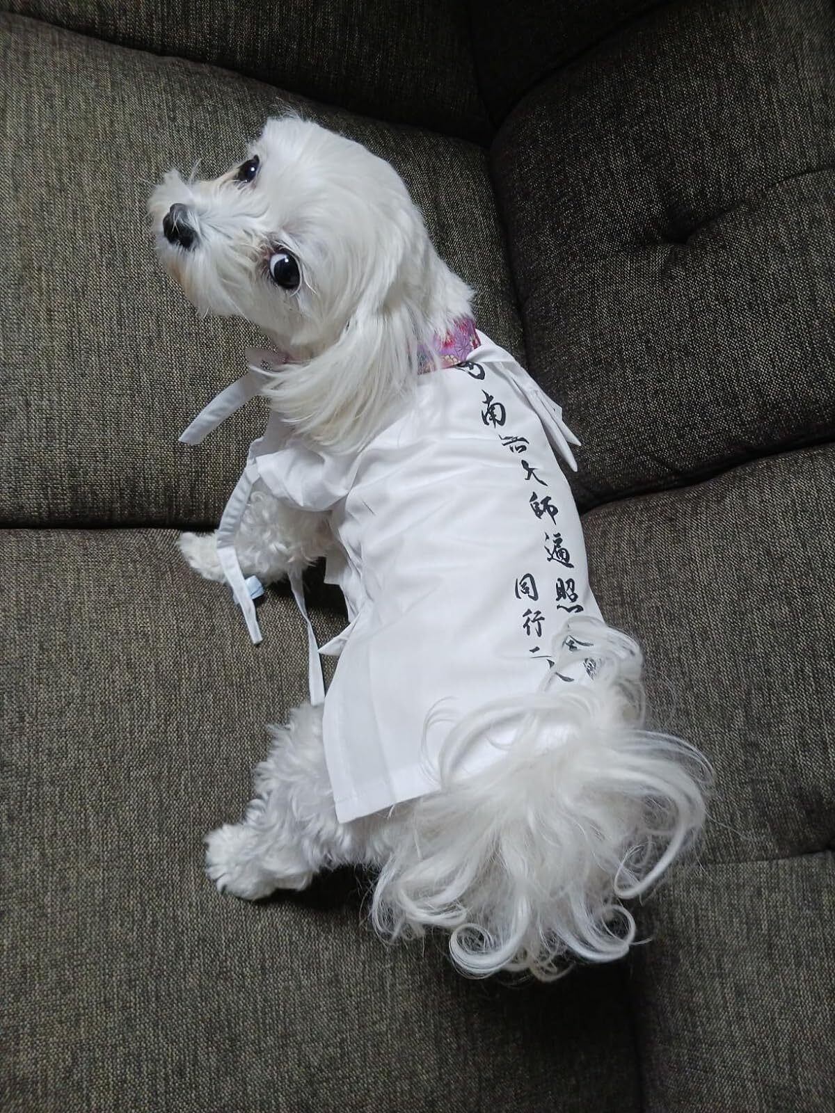 おっきいワンちゃん用お遍路白衣三点セット おっきいワンちゃん用 お遍路