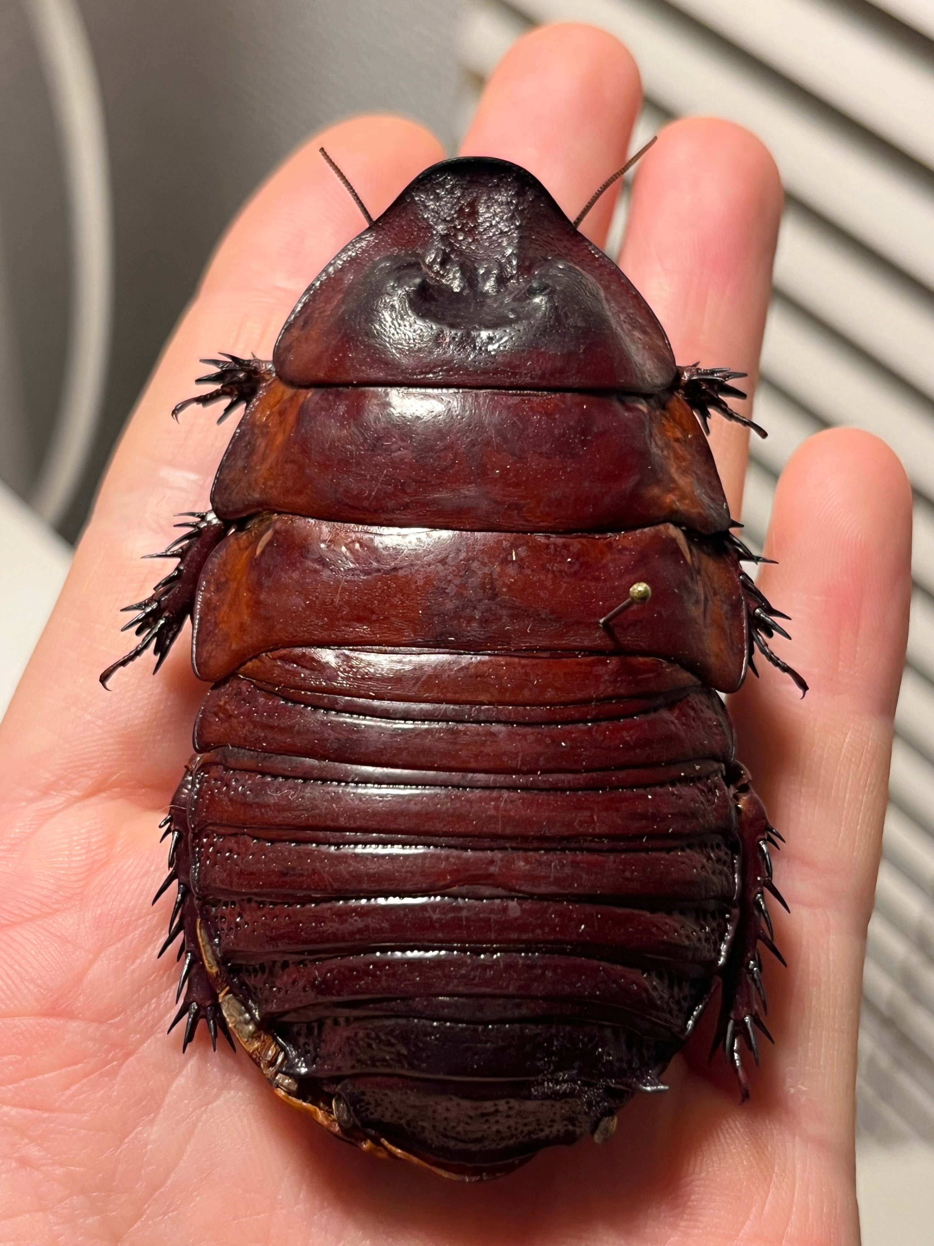 螽斯最大級】トゲキリギリス 標本 スパイニーロブスター ナナフシ