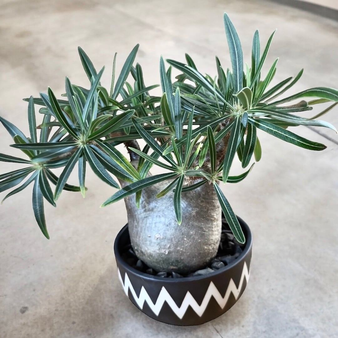 阪本健 陶器 小鉢 13cm （未使用） 阪本健 陶器 小鉢 13cm （未使用