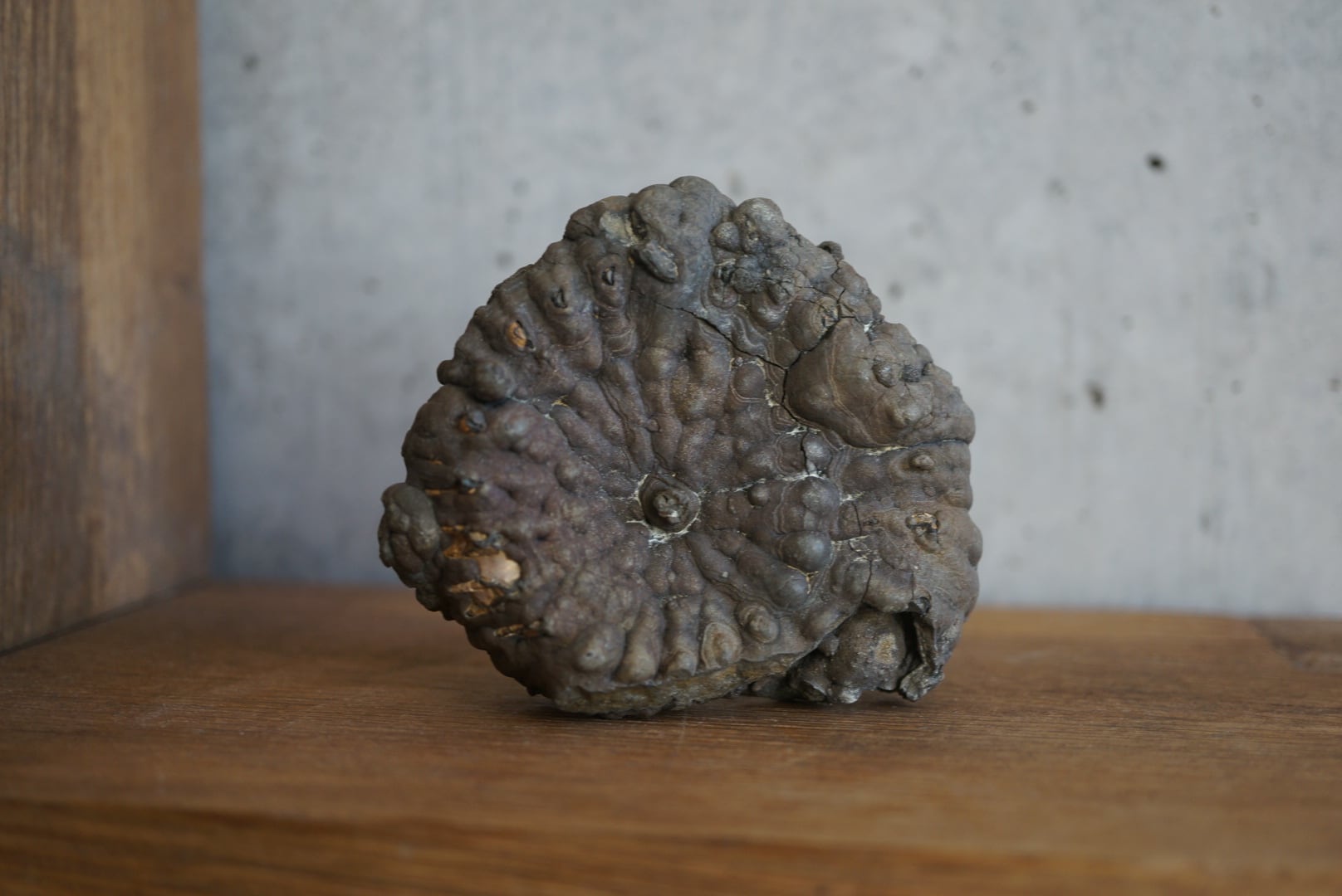 ロシア産黄鉄鉱化アンモナイト Speetoniceras versicolor 1615 | 叙景