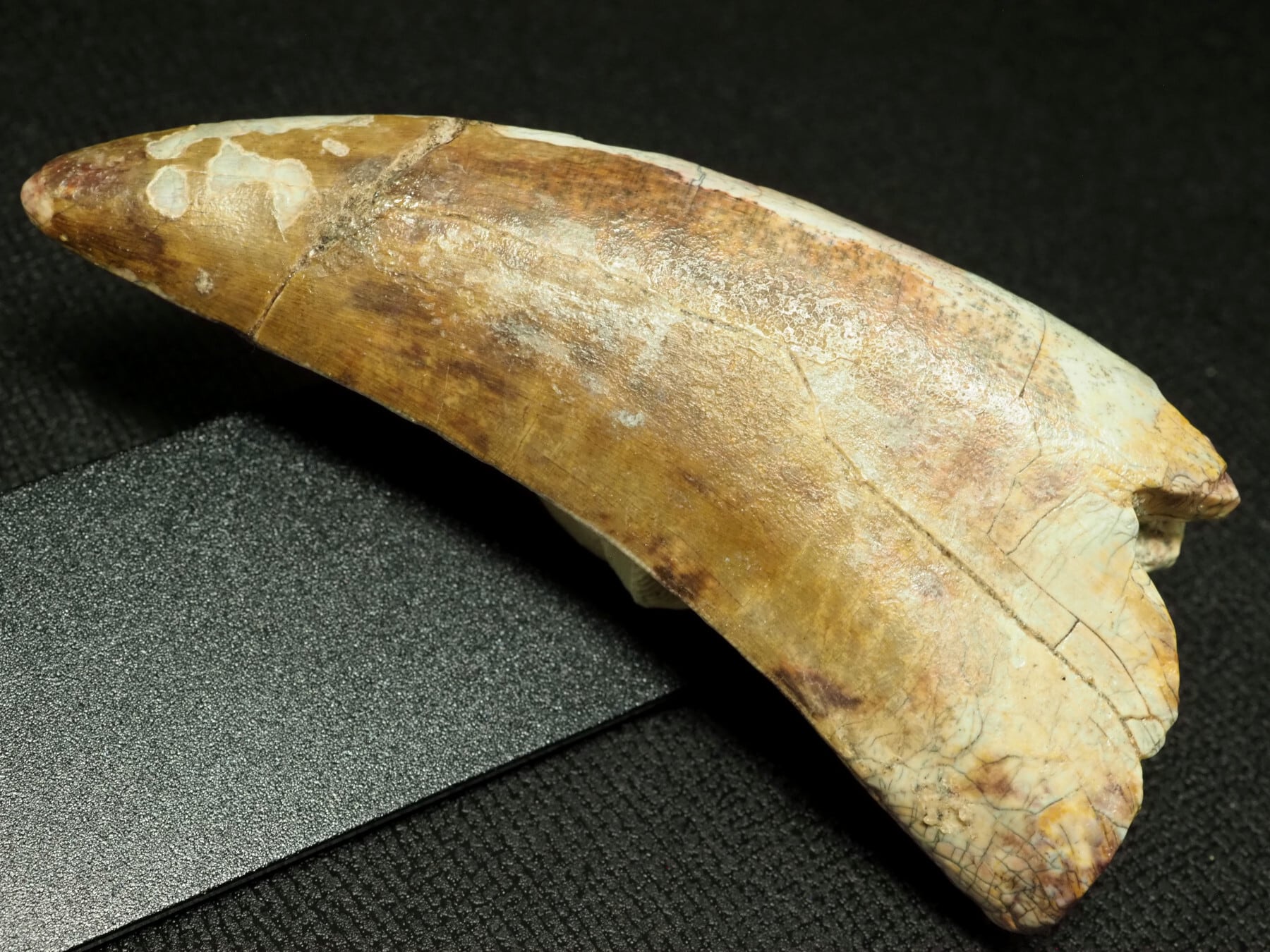 恐竜の歯 [DS196] トロオドン 化石