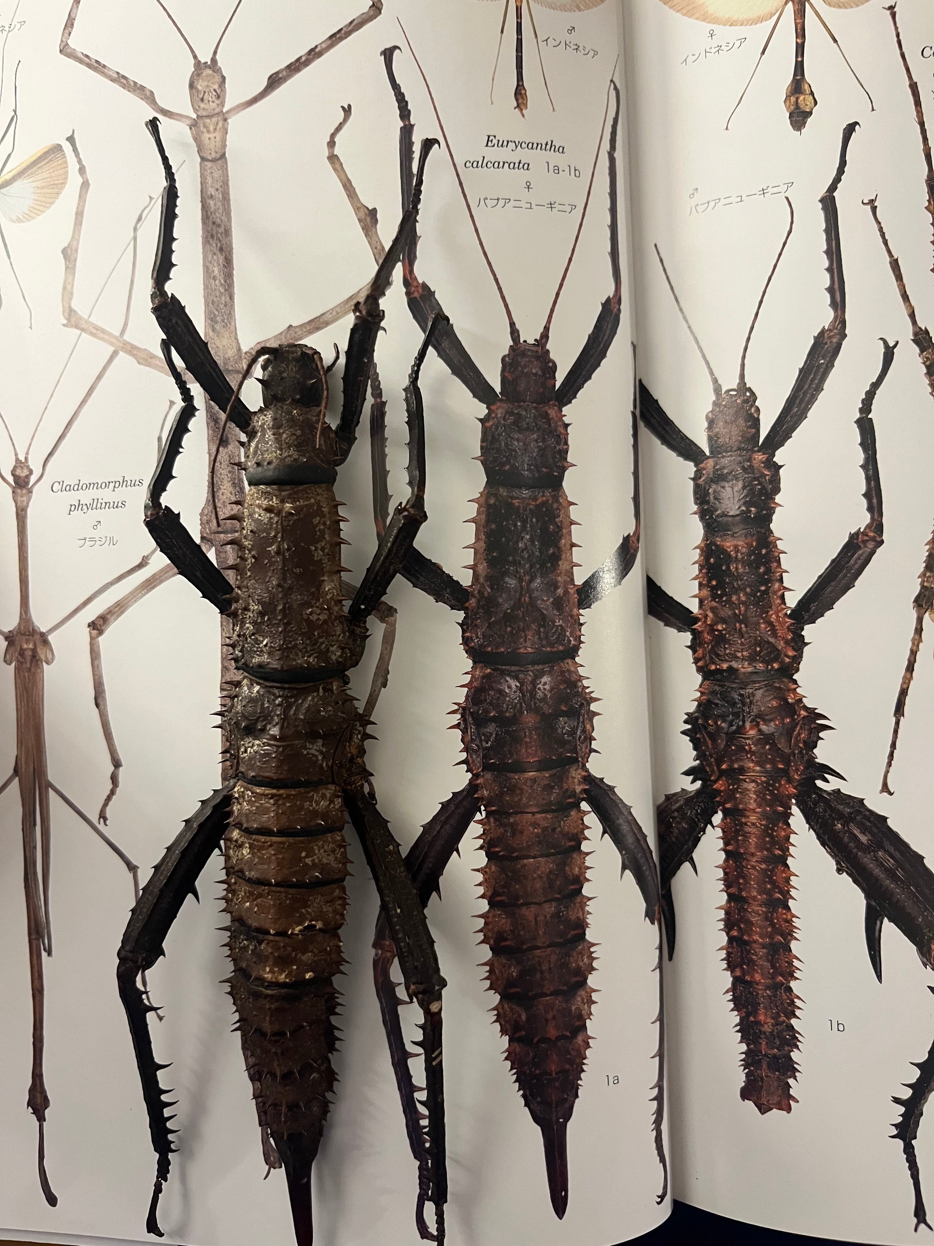 ☆昆虫標本☆【オオクツワムシ】マレーシア産Archbacris tenuipes