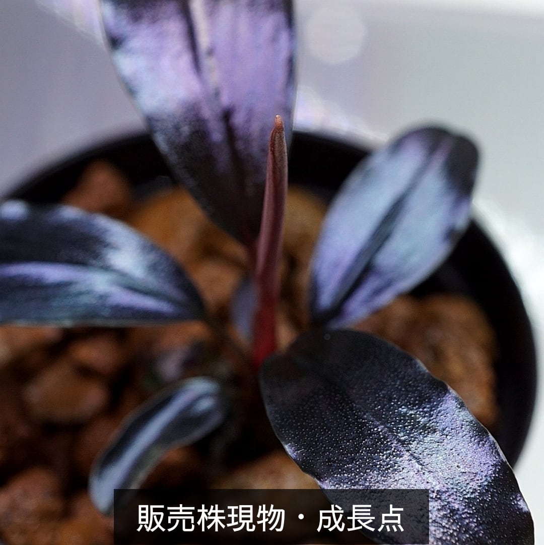 一点物】Bucephalandra sp.”Theia blue” No-001 | ブルーゲッコーラボ