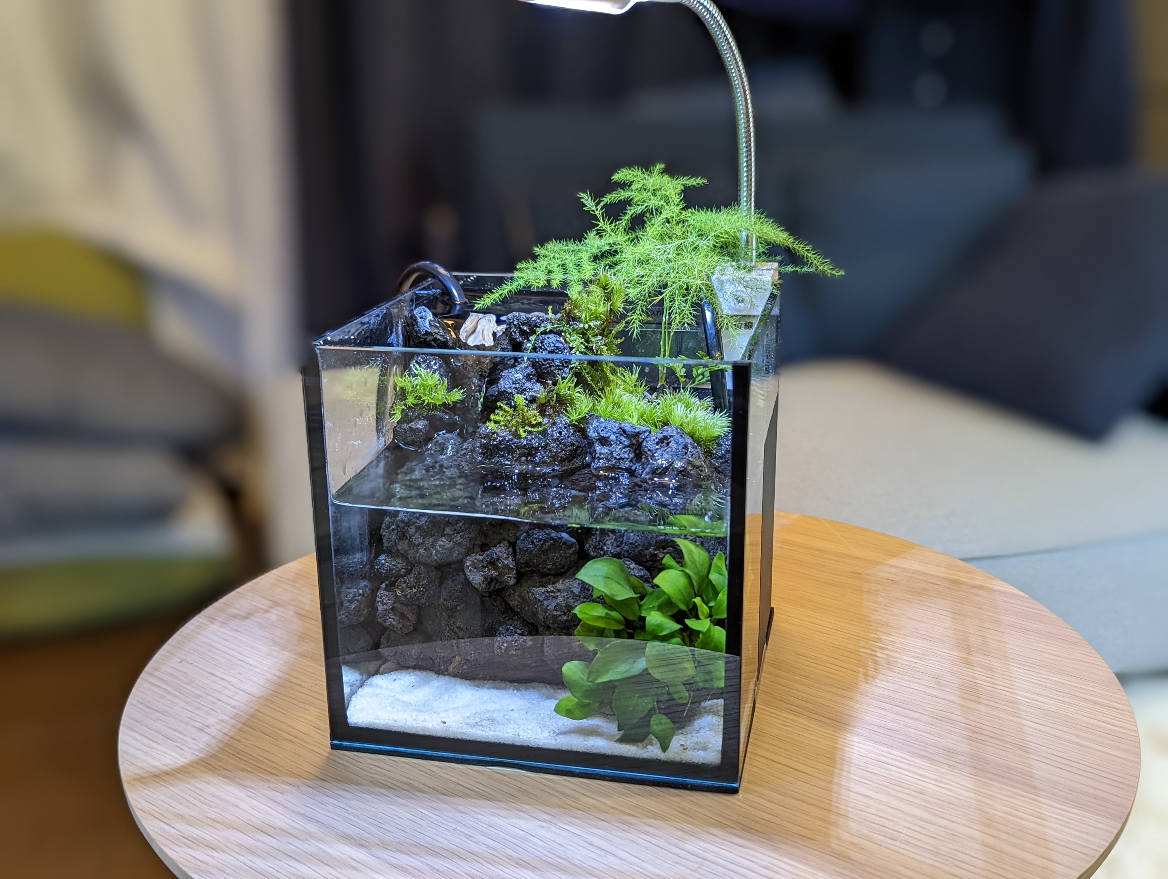 ️⭕️本日限定sale️⭕️アクアテラリウム 完成品 滝 ガラス水槽