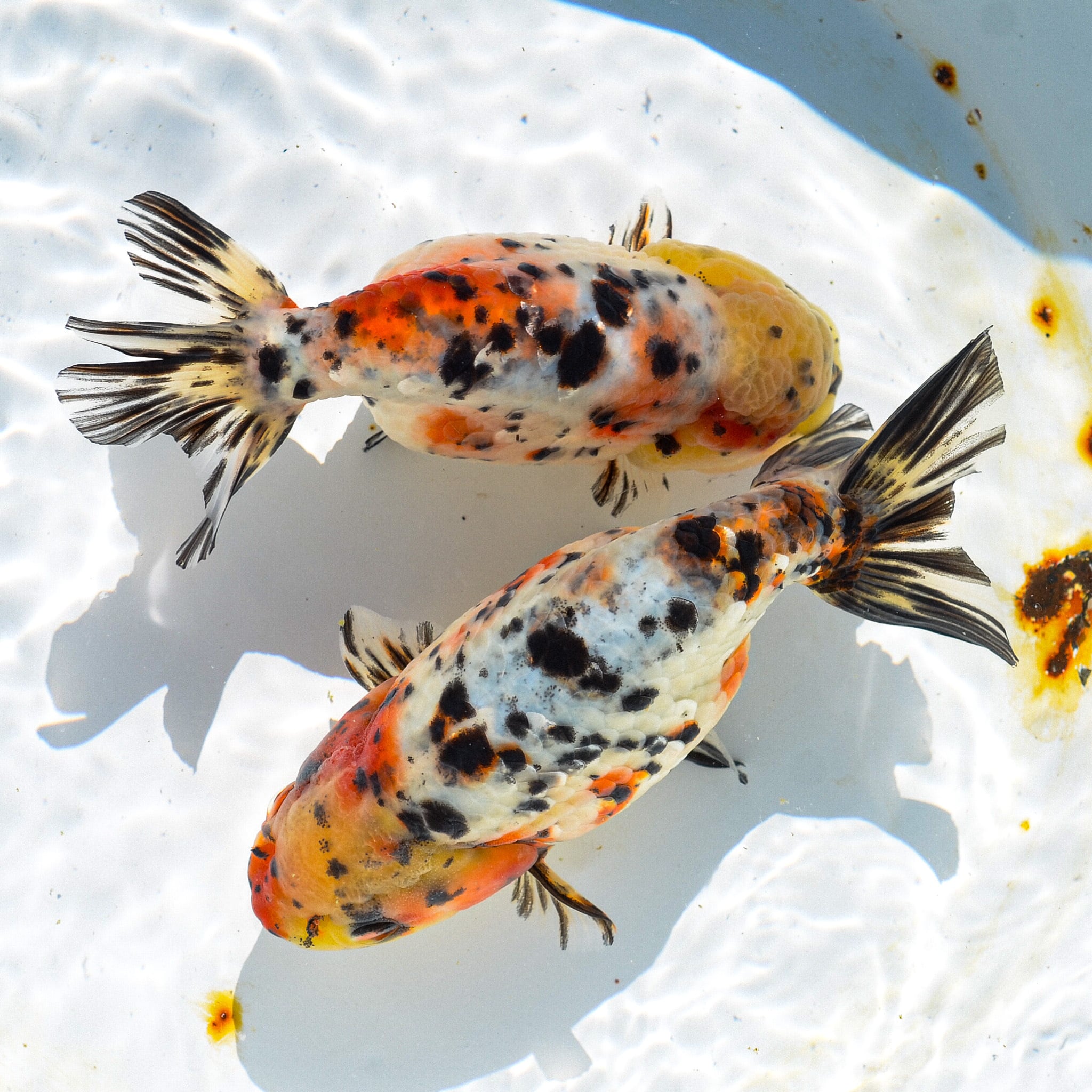 江戸ガラス ギヤマン 金縁 花魚子模様 小鉢 盃 6客 70307 江戸ガラス