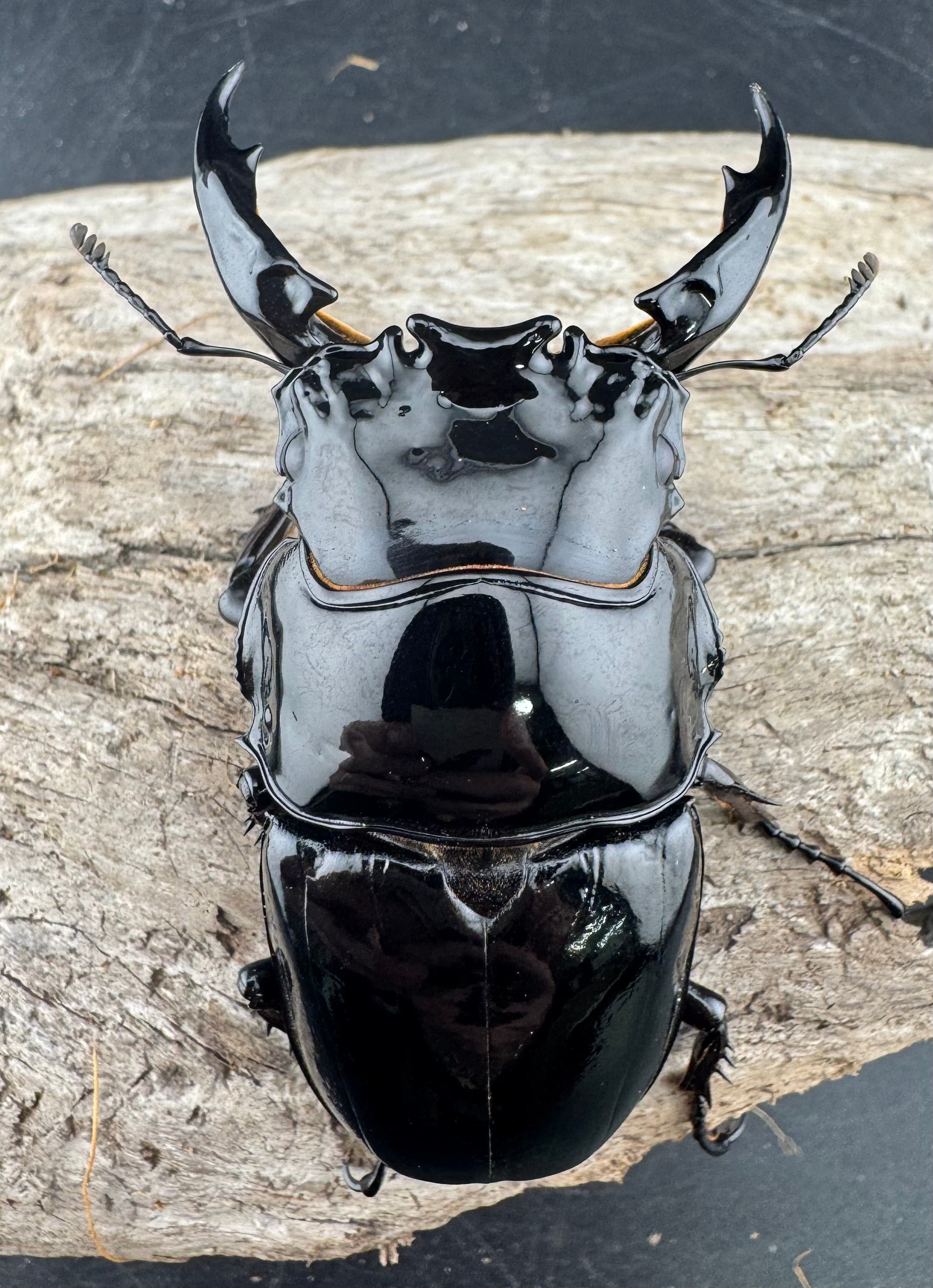 レギウスオオツヤクワガタ 80mm ペア》 | KPW公式オンラインショップ