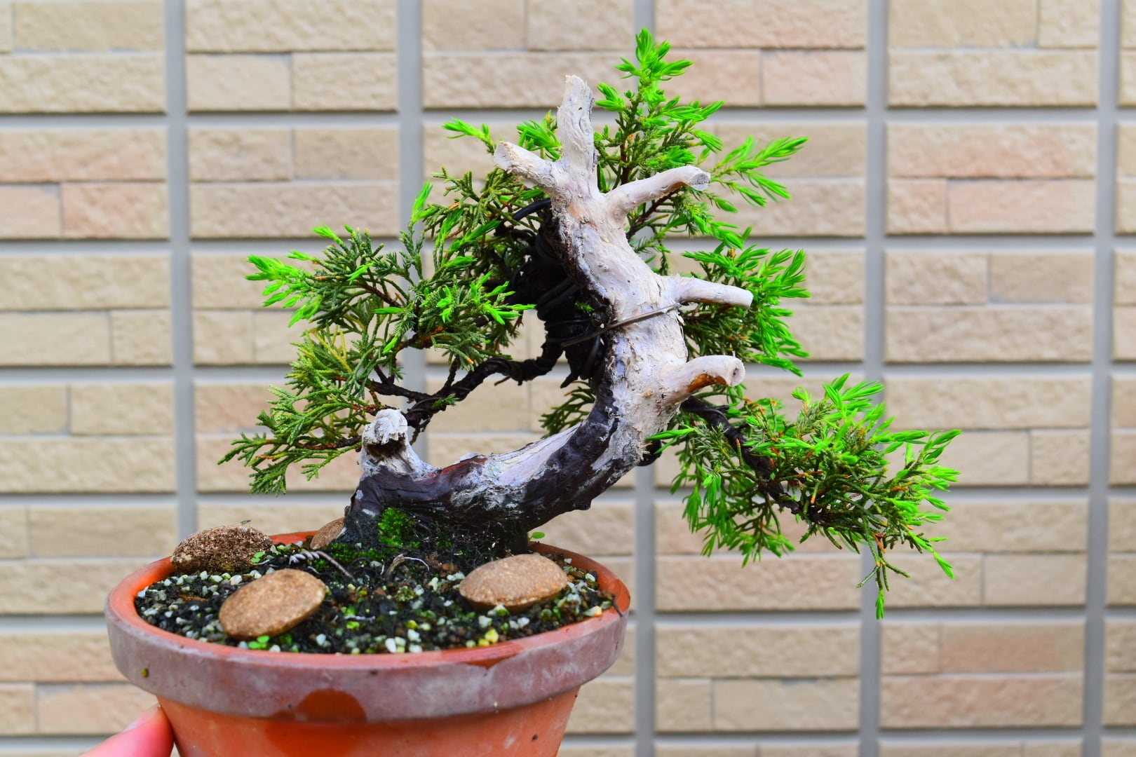 竜紋高脚楕円鉢 多肉植物鉢 紫砂鉢 盆栽鉢 植木鉢 小品盆栽鉢 大品盆栽