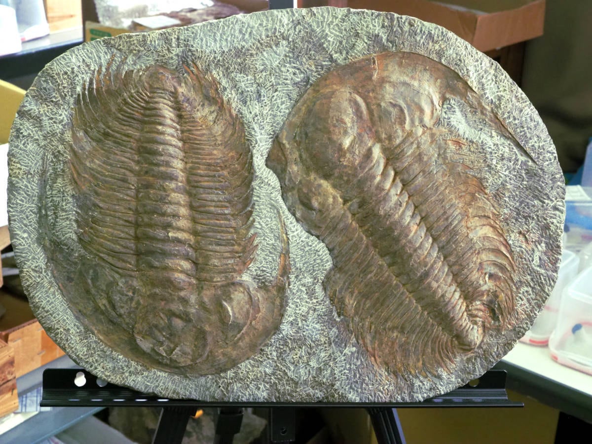 巨大三葉虫の化石 【公式通販】