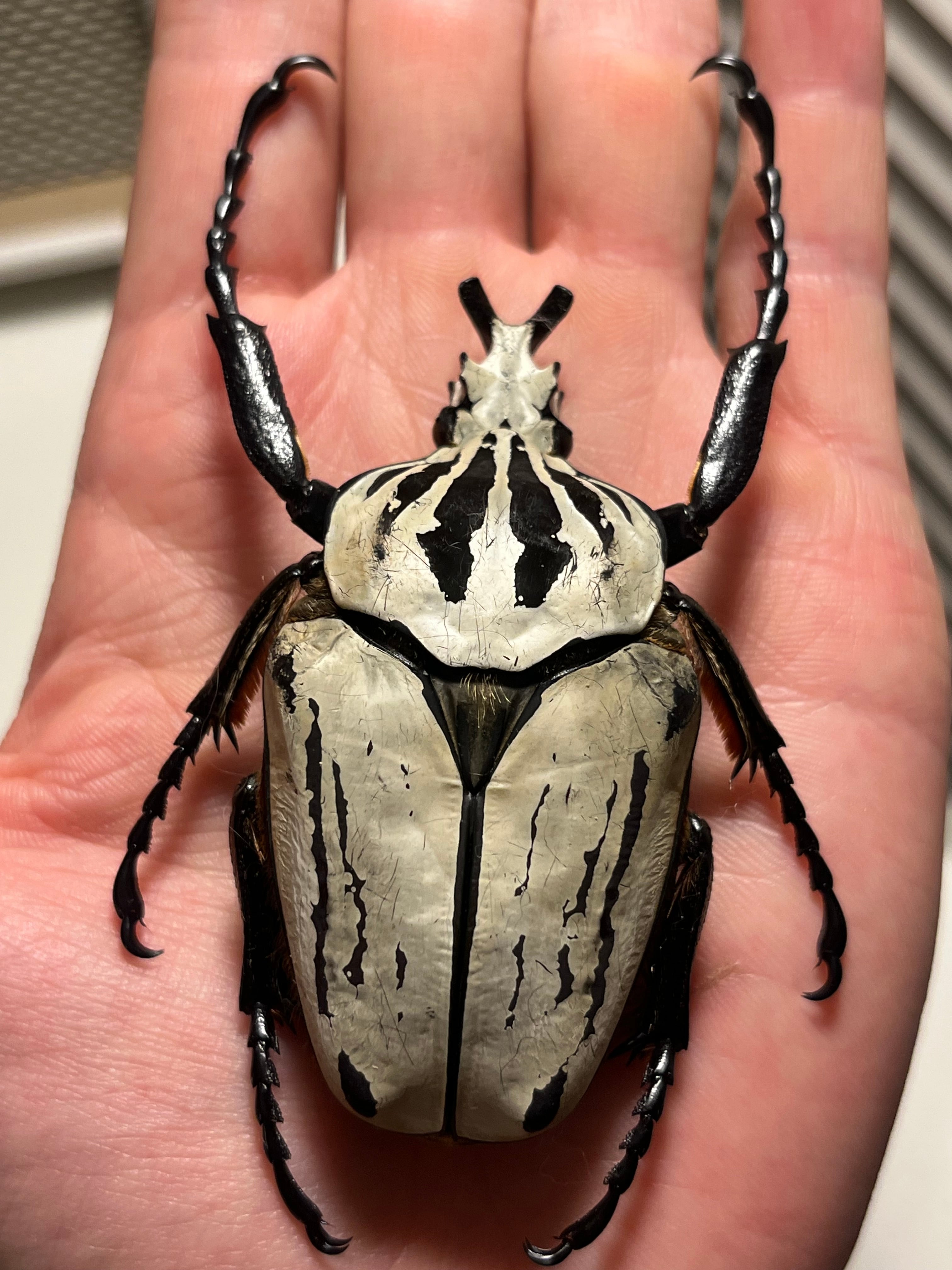 金色】プレーシーゴライアスオオツノハナムグリ Goliathus preissi