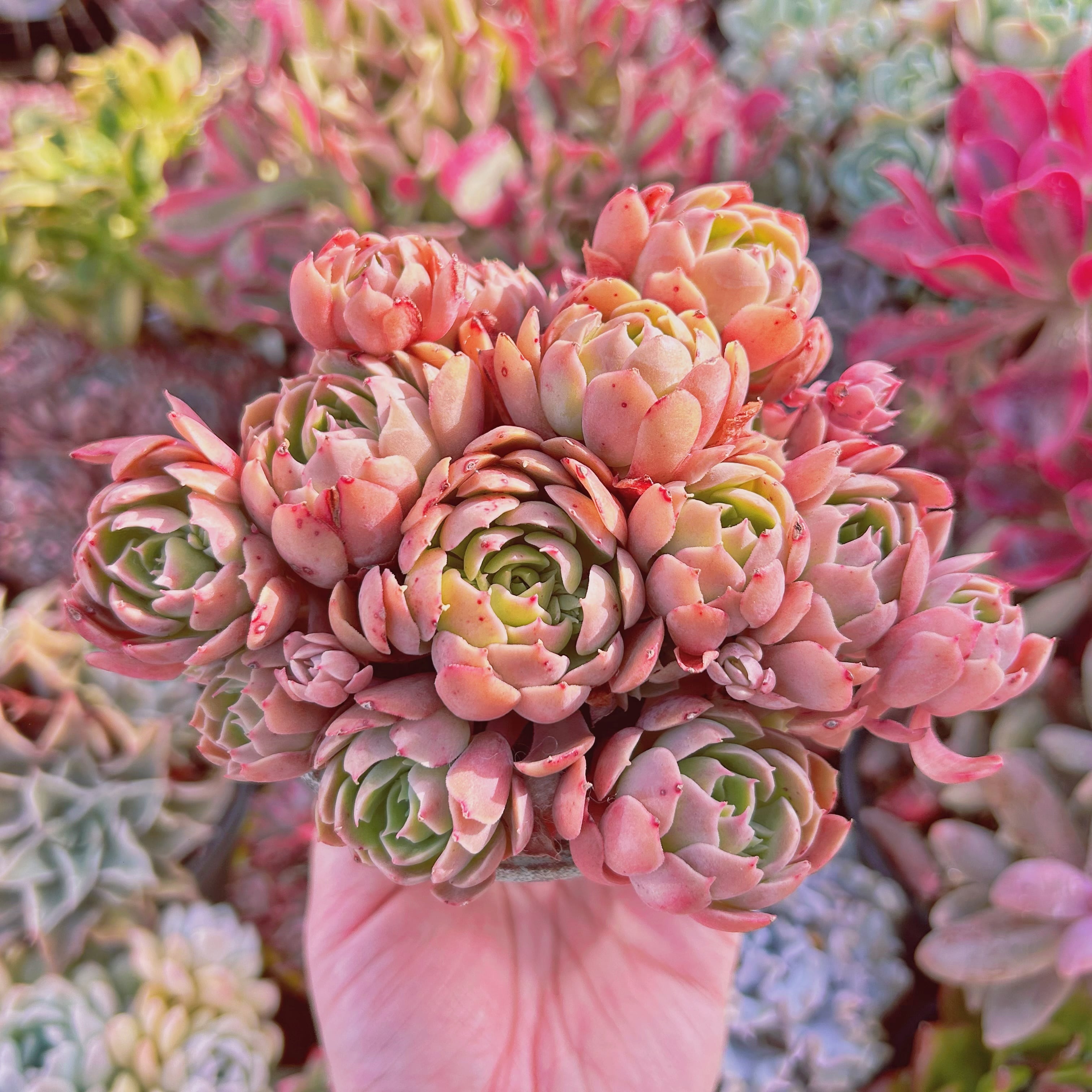 多肉植物 Echeveria 新品種 デザートローズ 5頭以上 特大 | るる農園