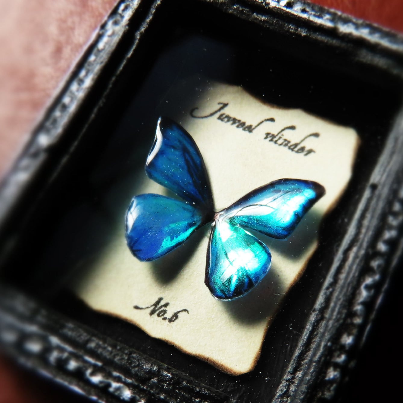 蝶の標本 熱帯の宝石(珍珍) 蝶の標本 熱帯の宝石(特珍珍) 【公式通販】