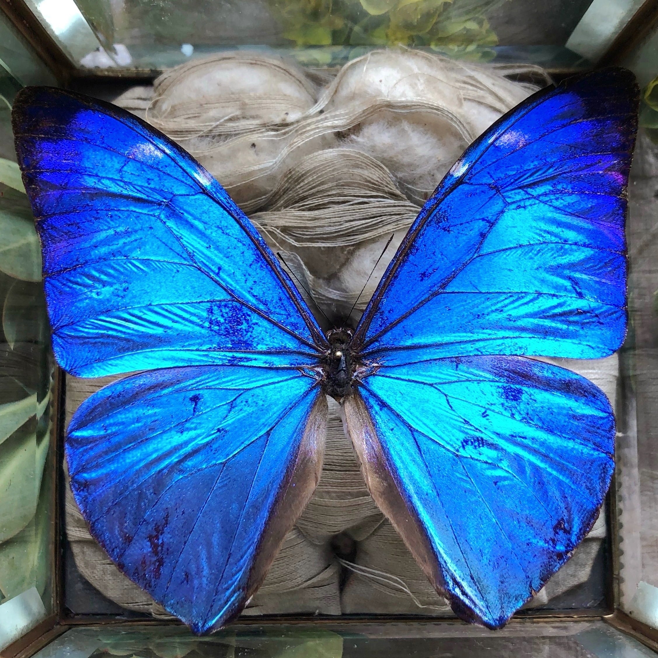 外国産蝶標本】ファルキドンミイロタテハ♂/ブラジル産/64mm