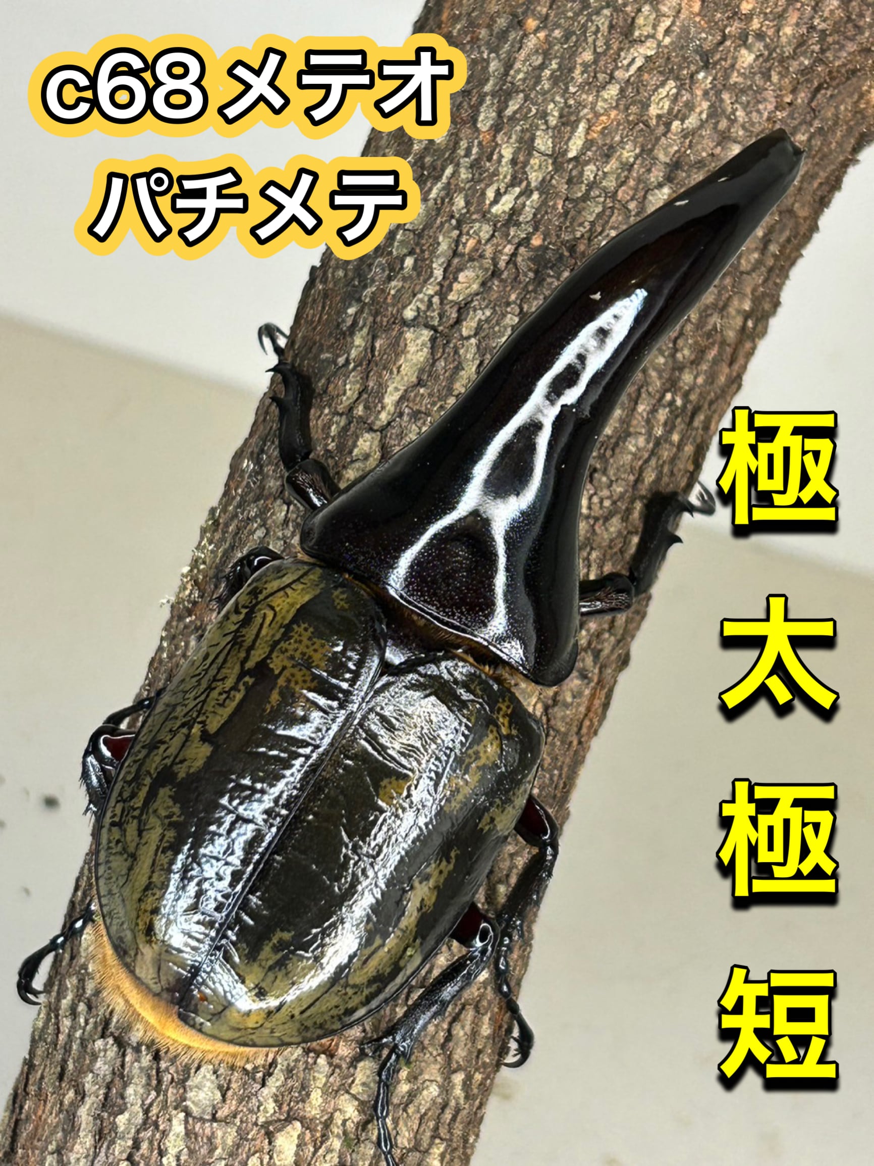 ラオス切手 甲虫 昆虫 王国 1968 全5種 NH オオルリ玉虫 ລາວラーオ