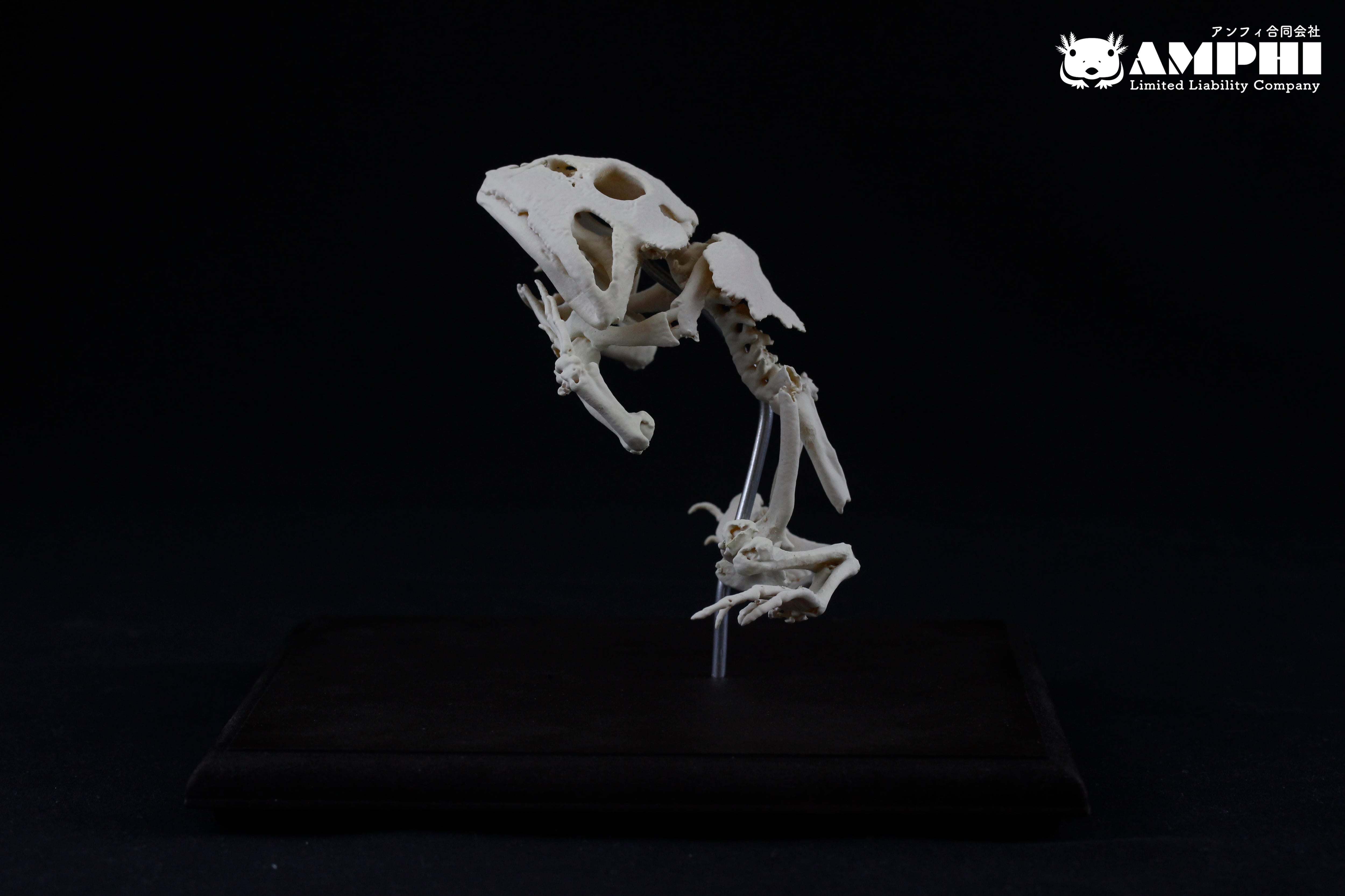 クランウェルツノガエル (Ceratophrys cranwelli) 原寸大全身骨格