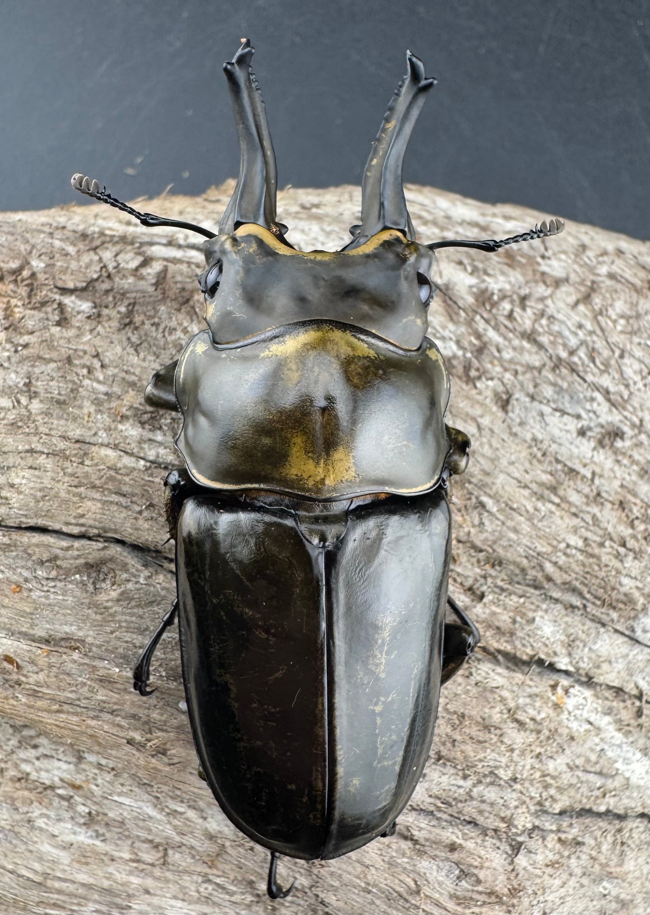 F0】《ローゼンベルグオウゴンオニクワガタ 71mm ペア》 | KPW公式