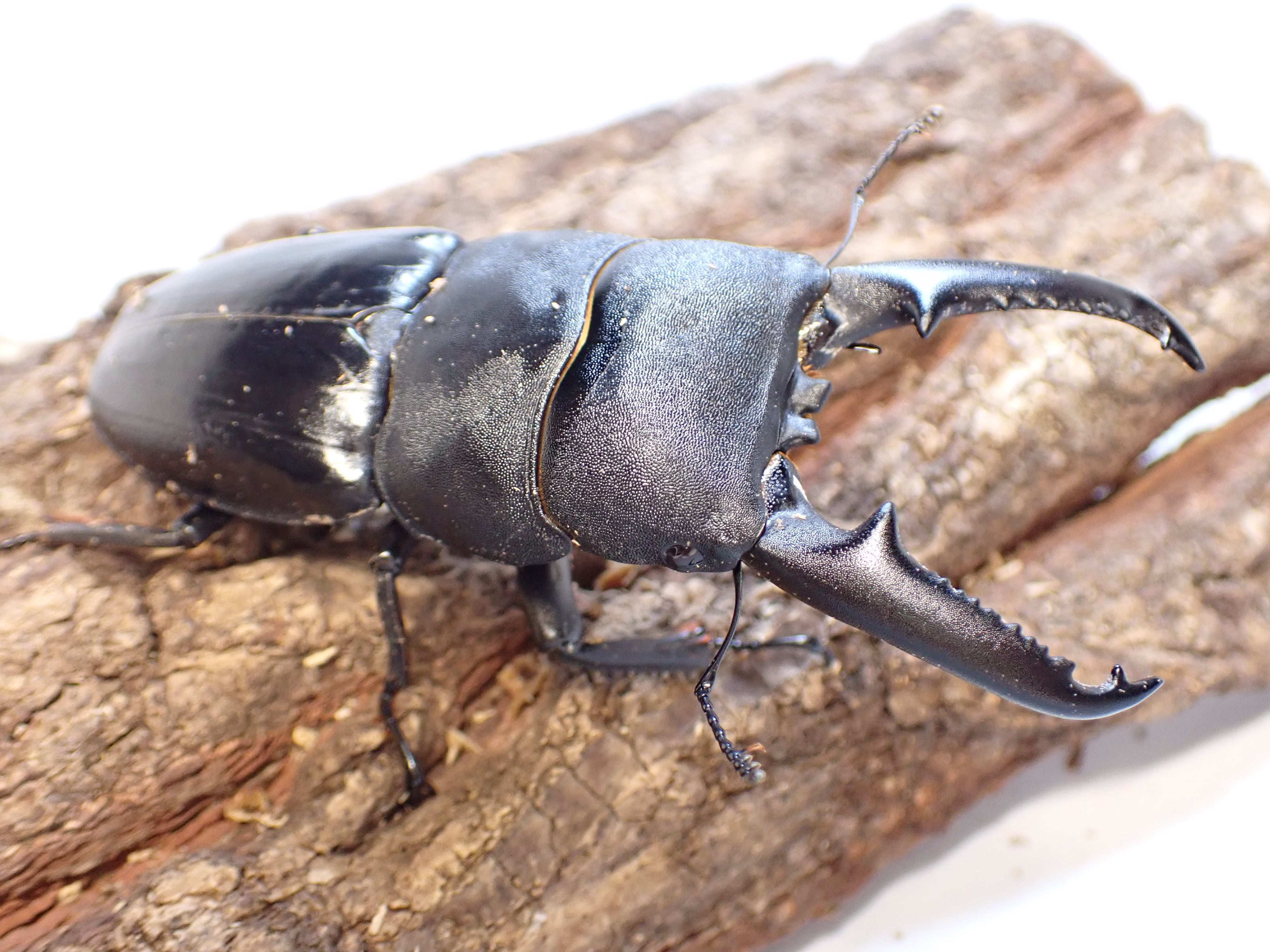 ツシマヒラタ80㎜ペア (51) | クワガタTOP GUN