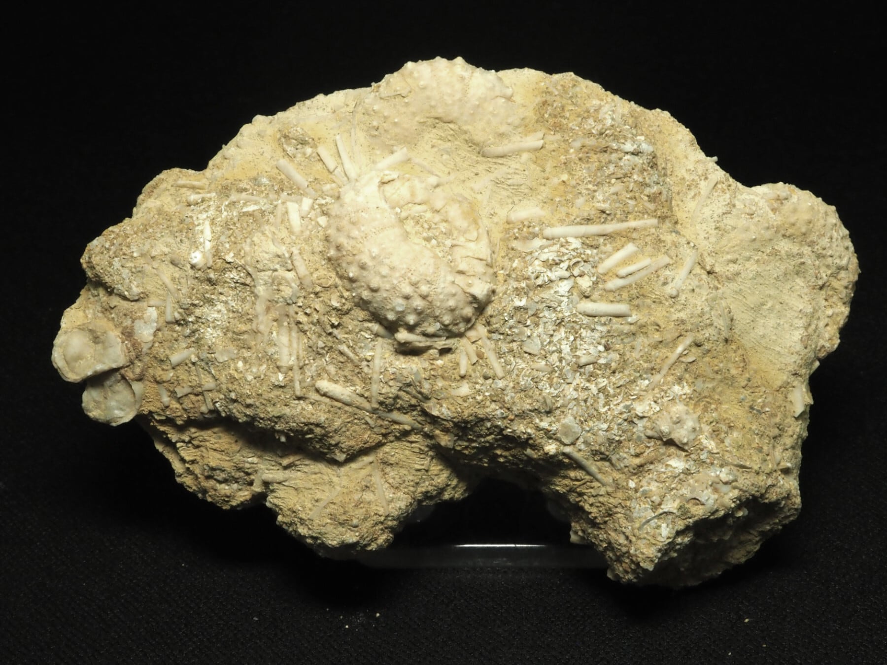 カブトガニの化石 大型で超稀少 モロッコ産 本物保証