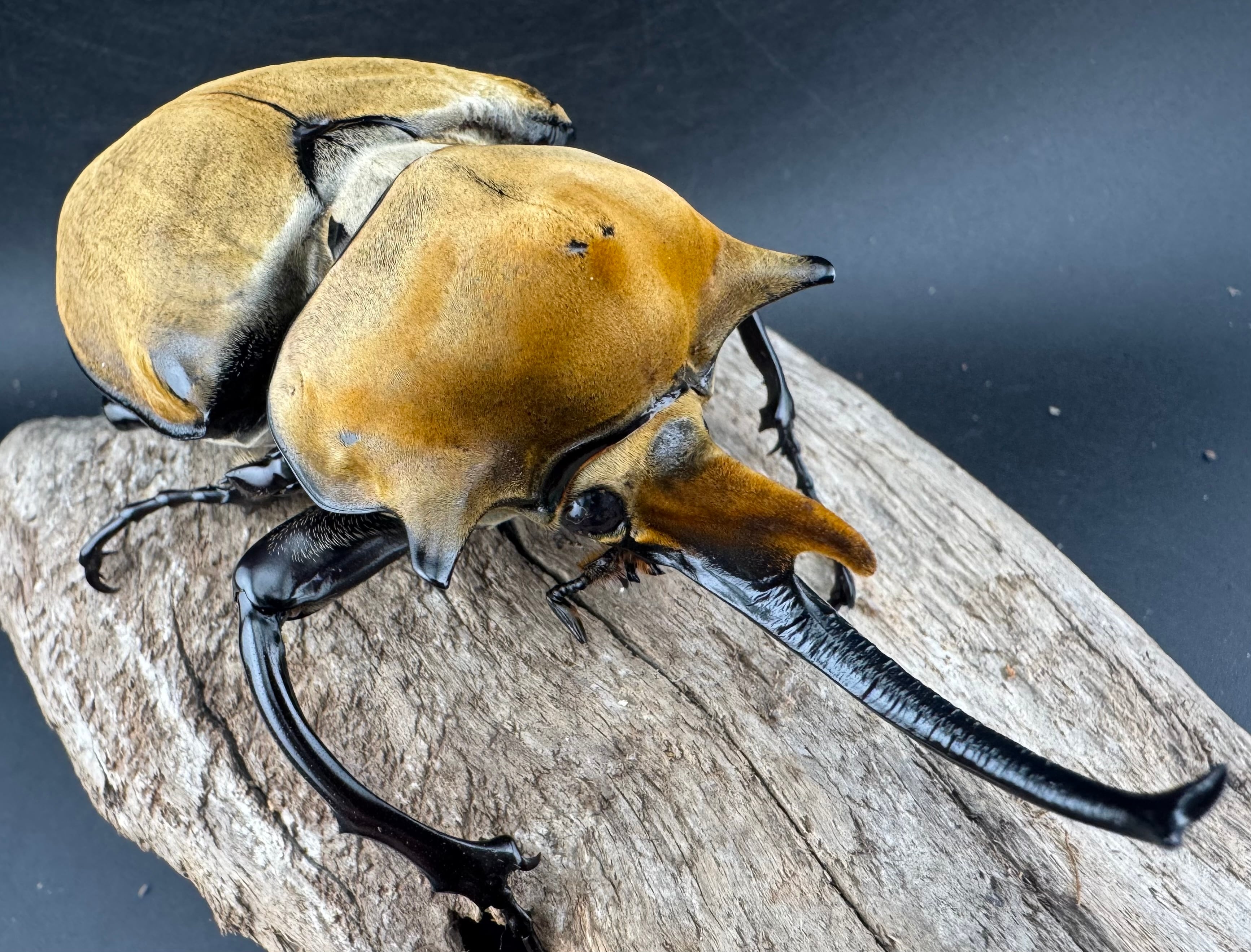 エレファスゾウカブト 117mm ペア》 | KPW公式オンラインショップ