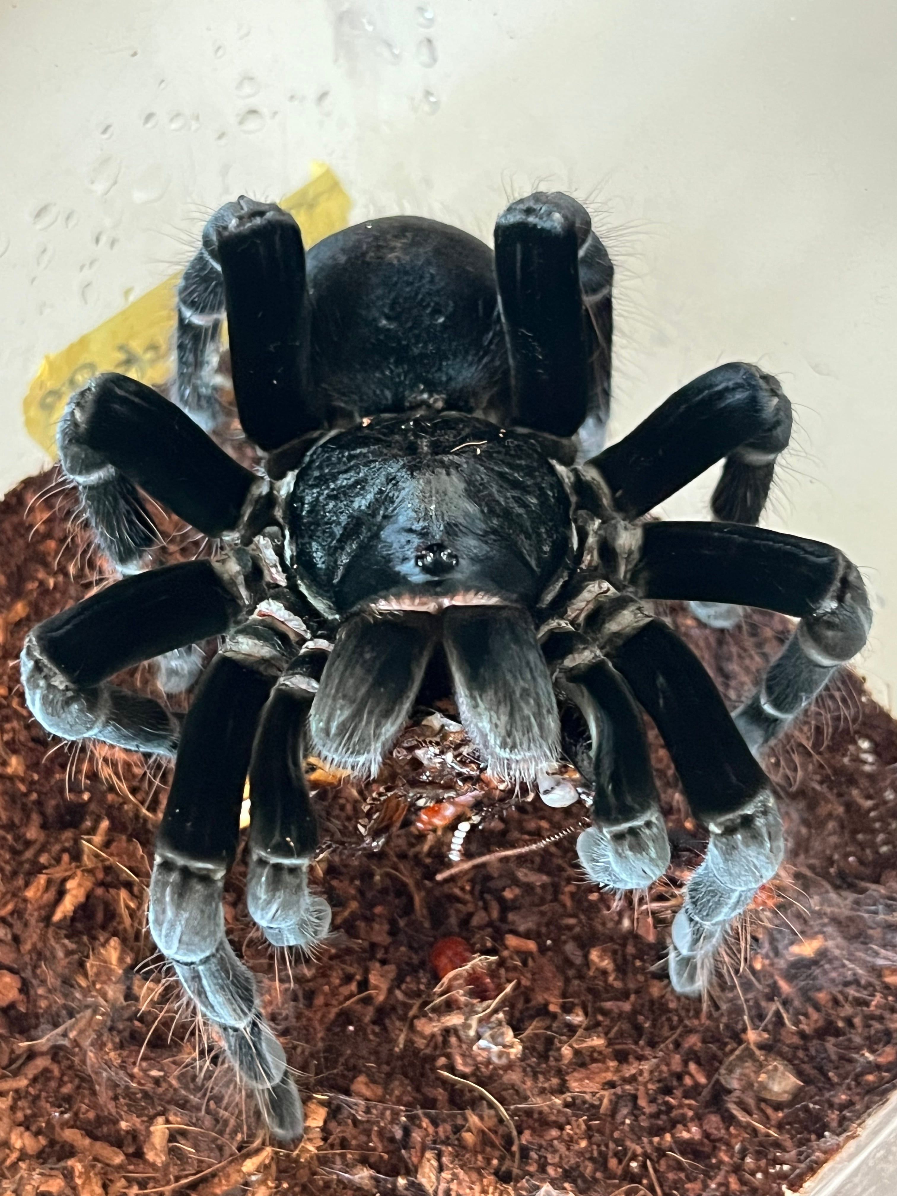 ♀確定】Pamphobeteus cf.antinous“Big Black”タランチュラ LS18cm程