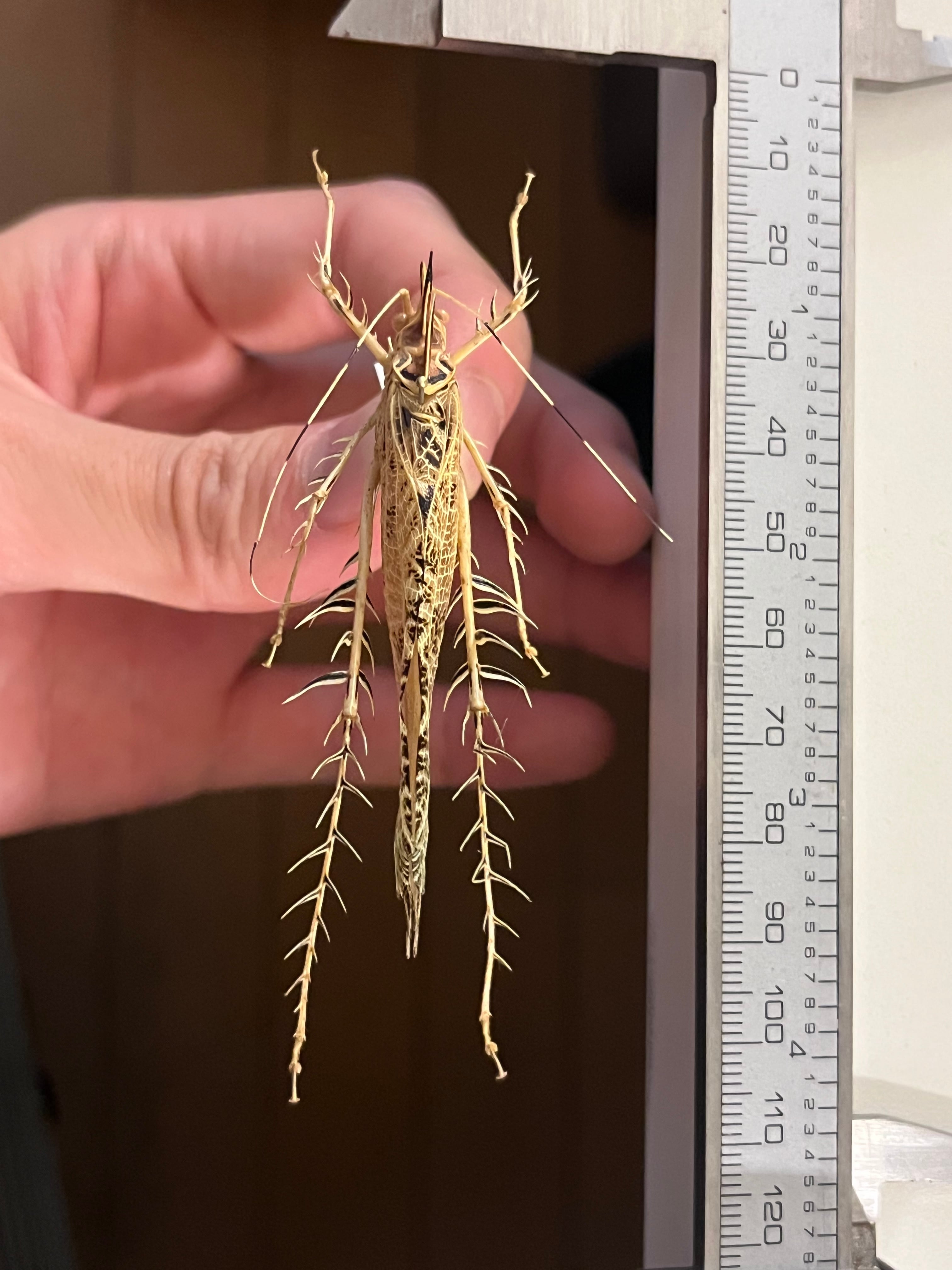 サルオガセギスキリギリスカマドウマバッタ直翅類コロギスリオック