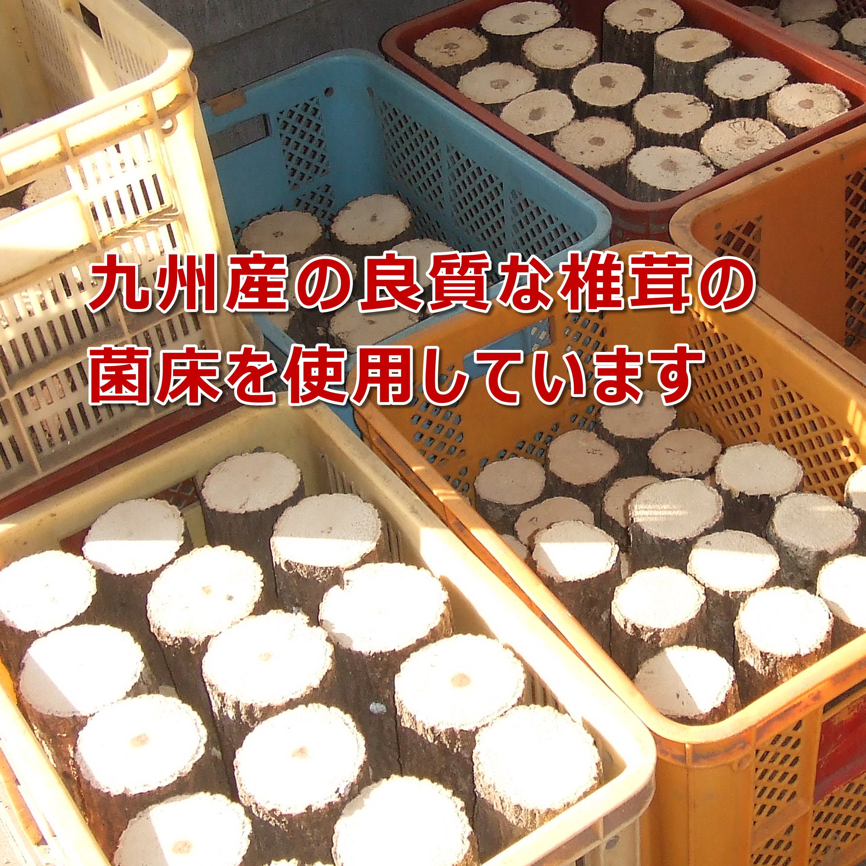 極上☆ギネス狙いに！プレミアム3次発酵カブトムシマット【4袋】特殊