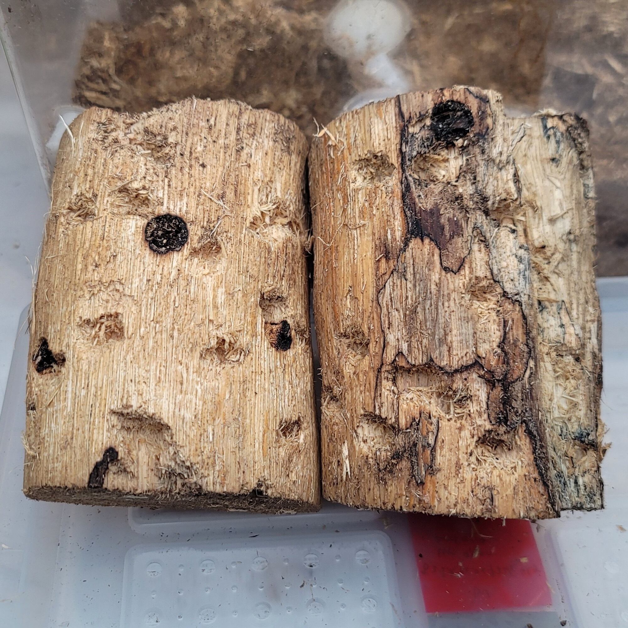 超濃度バクテリア材【襷】Lサイズ 1本 | KPW公式オンラインショップ