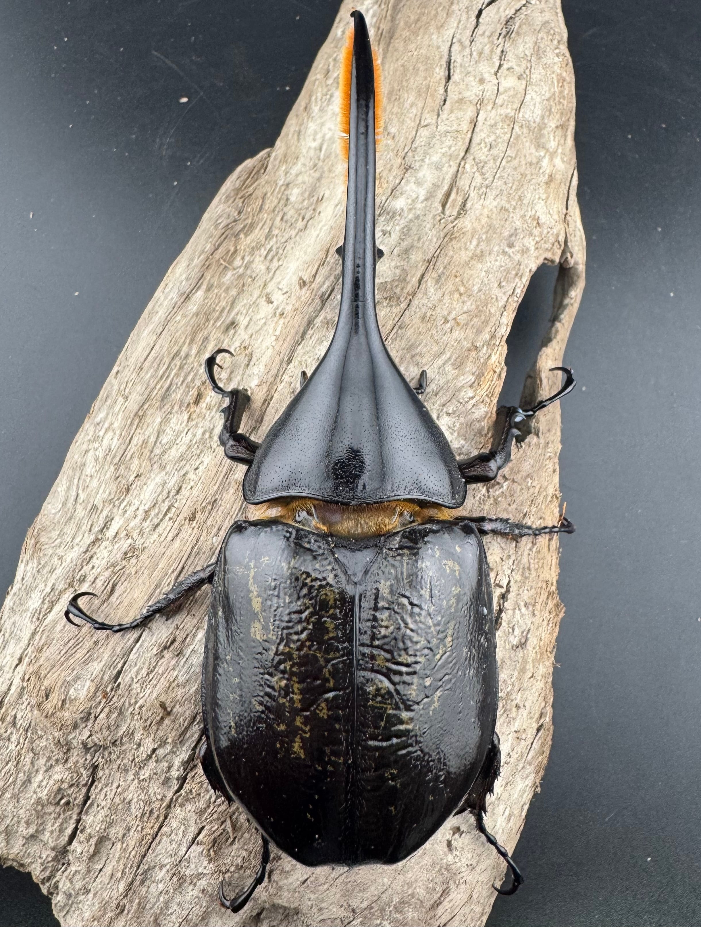ヘラクレスオオカブトの特大標本 D.hヘラクレス 大型 野外標本