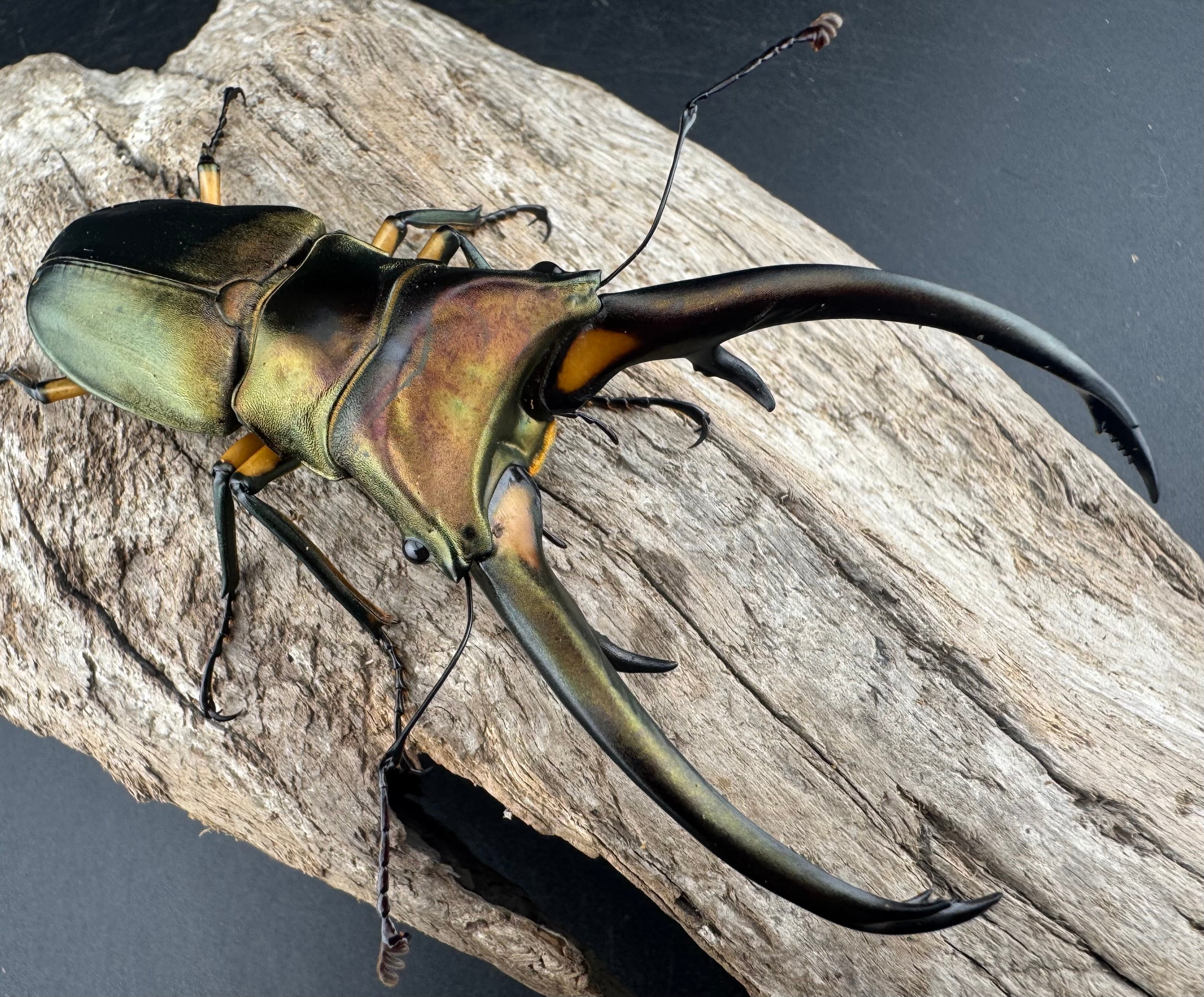 WD】《エラフスホソアカ 94mm ペア》 | KPW公式オンラインショップ