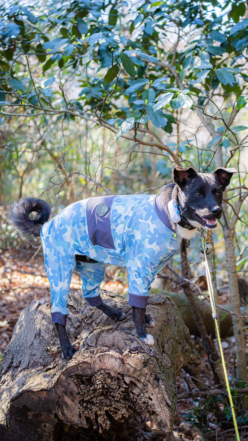 ブルー／4L ALPHAICON 2022/SS フルドッグガード | Dogwalker