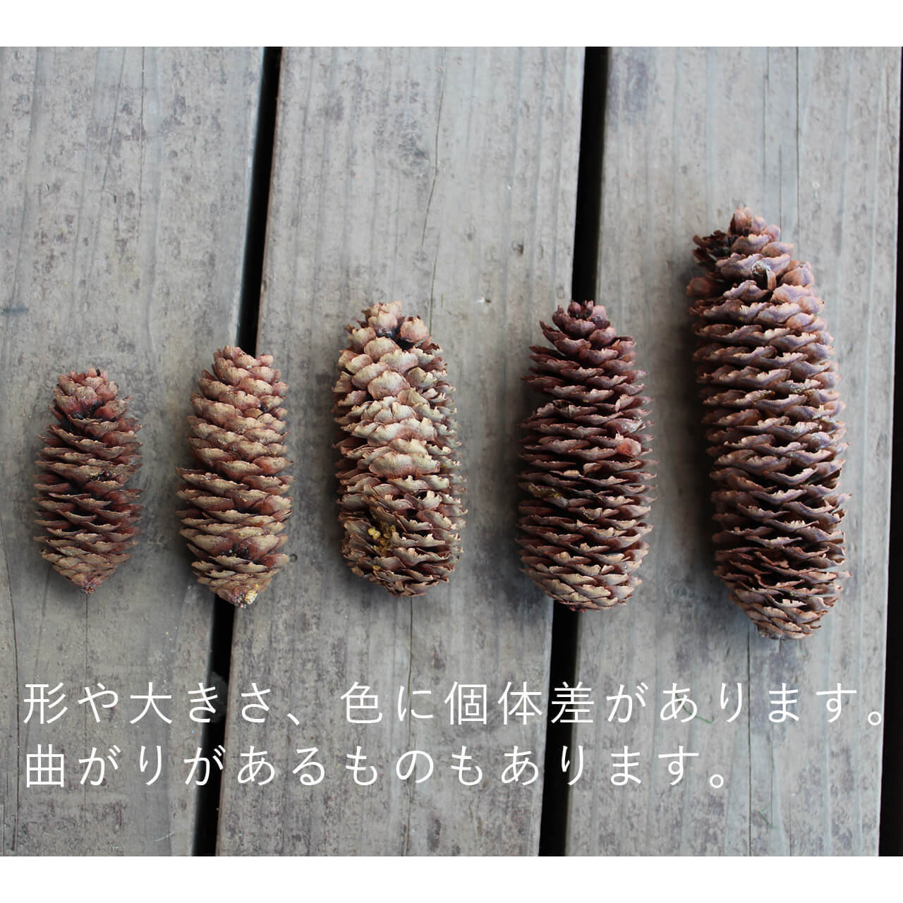 ドライフラワー アカエゾマツ / 北海道産 まつぼっくり マツボックリ