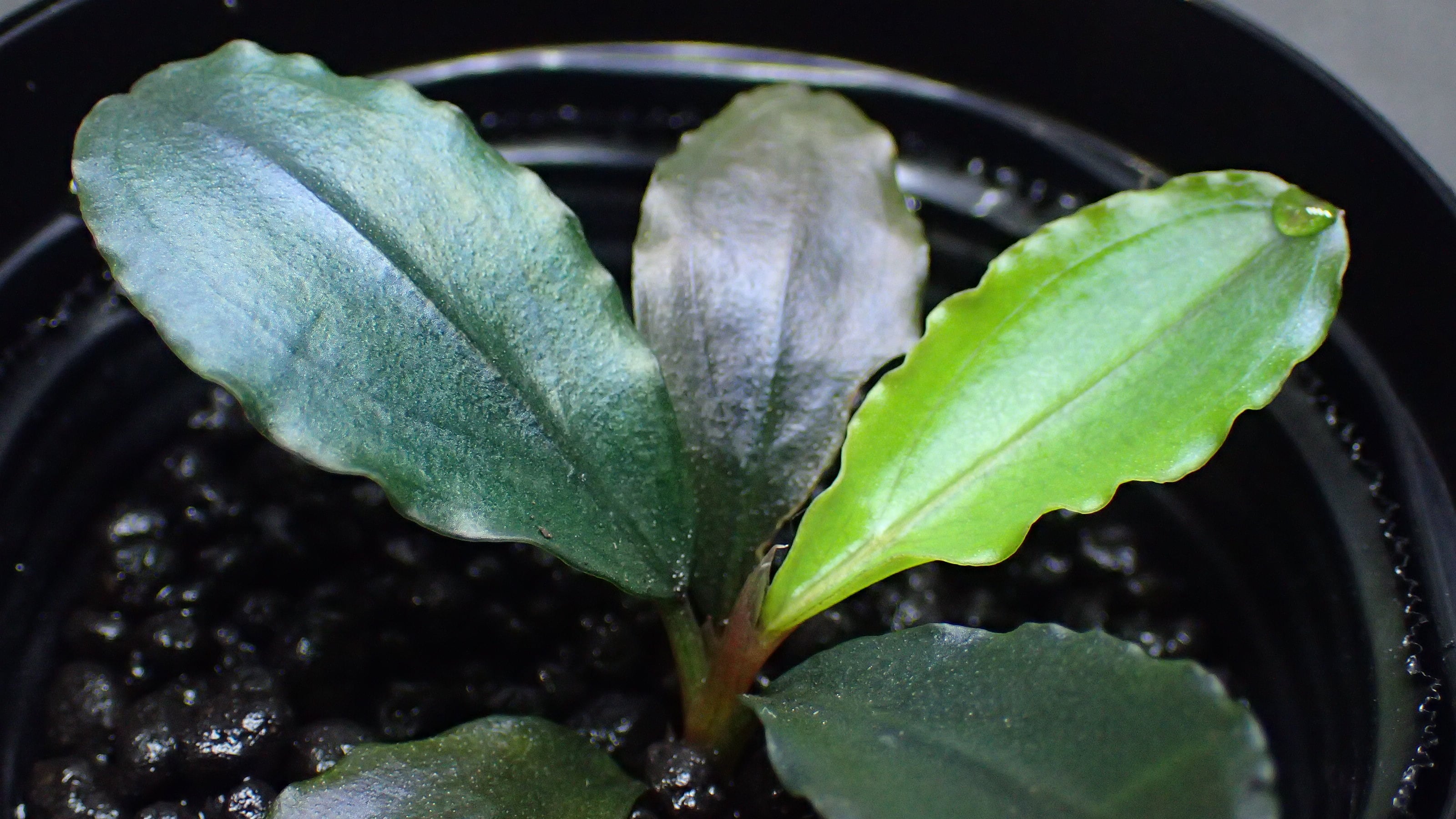 Bucephalandra sp. Aurora kn便 【公式通販】