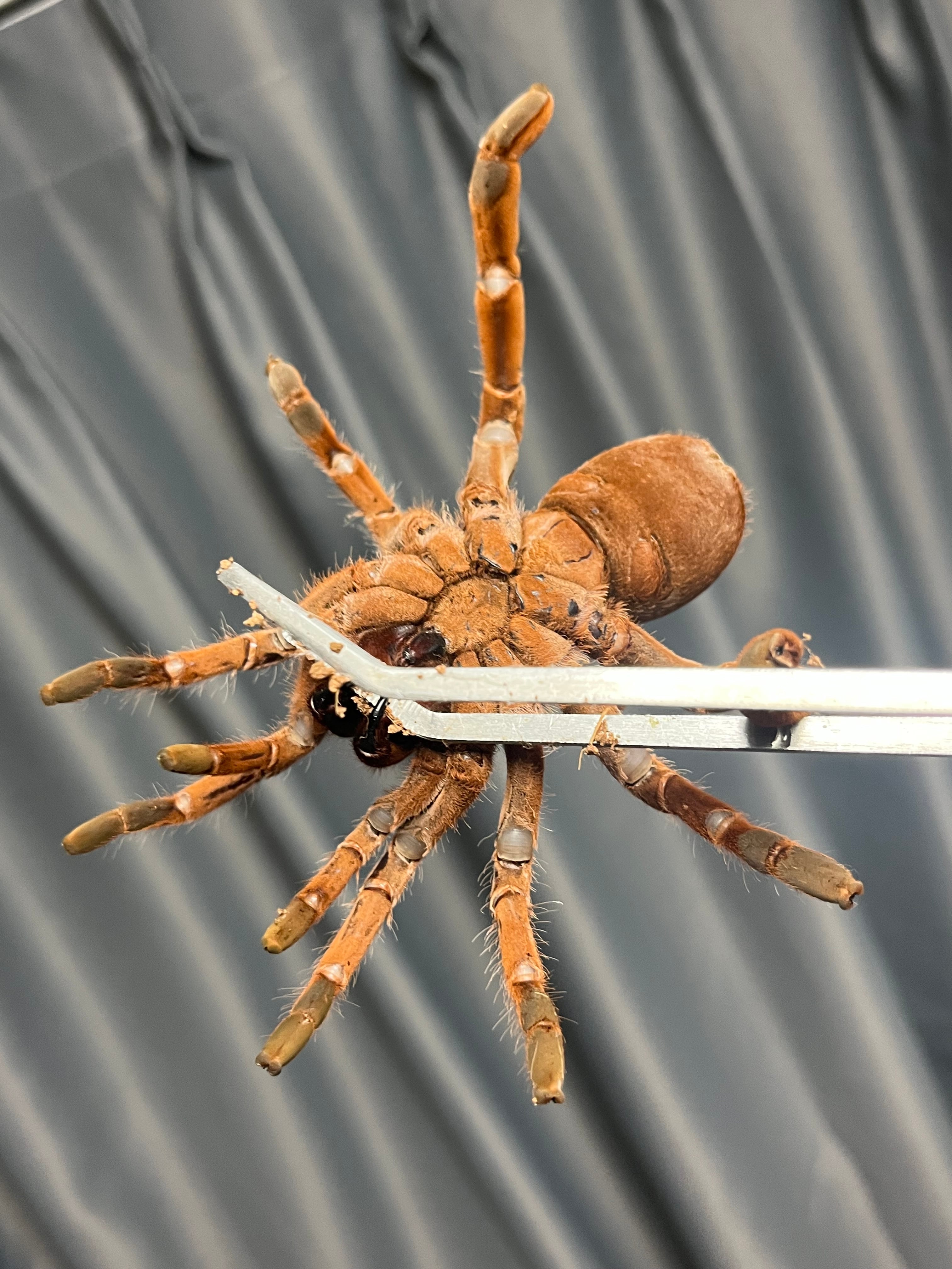 抱卵？♀】キングバブーンタランチュラ LS15cm程 Pelinobius muticus