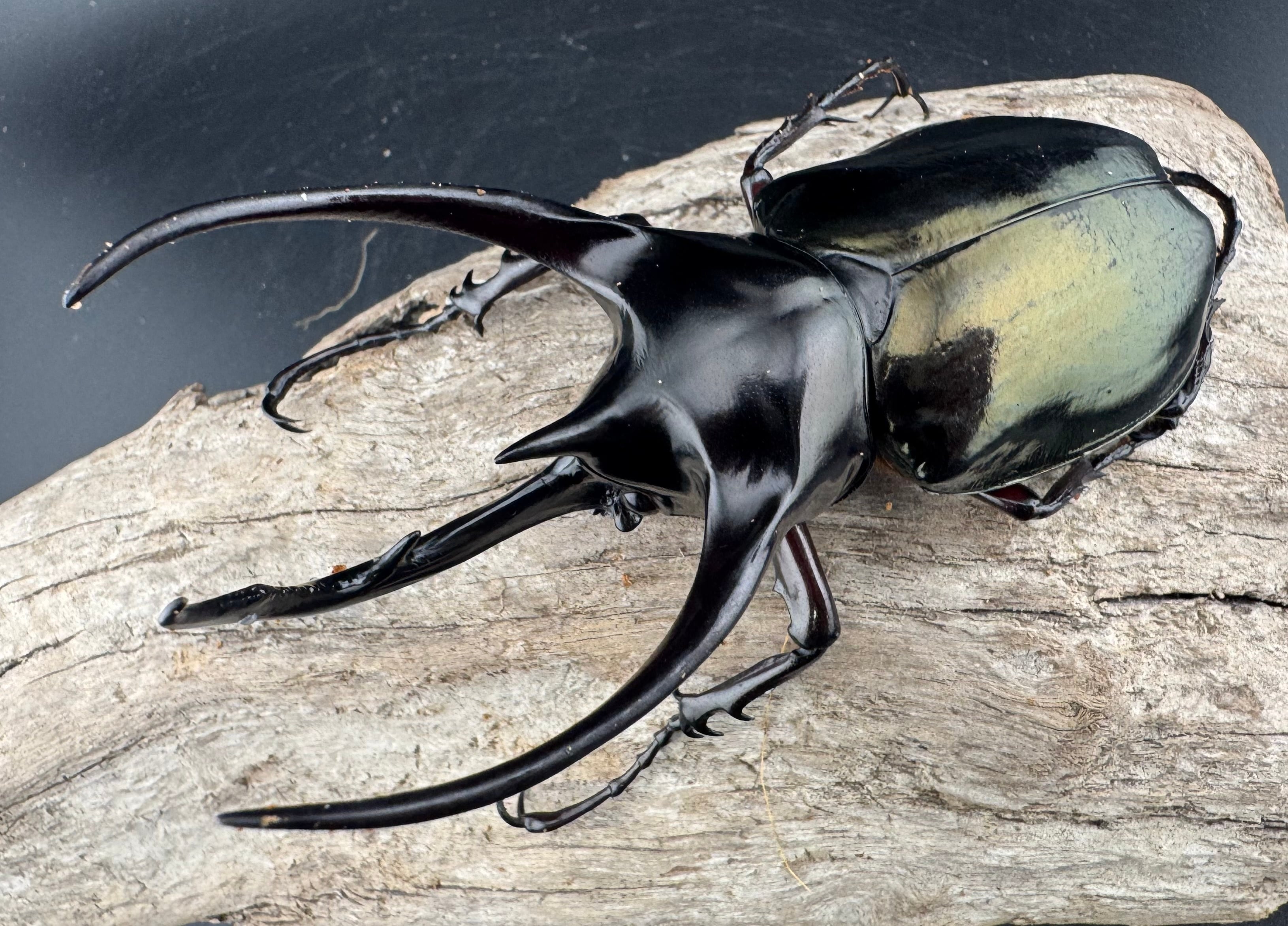 大型ジャワコーカサスオオカブト標本