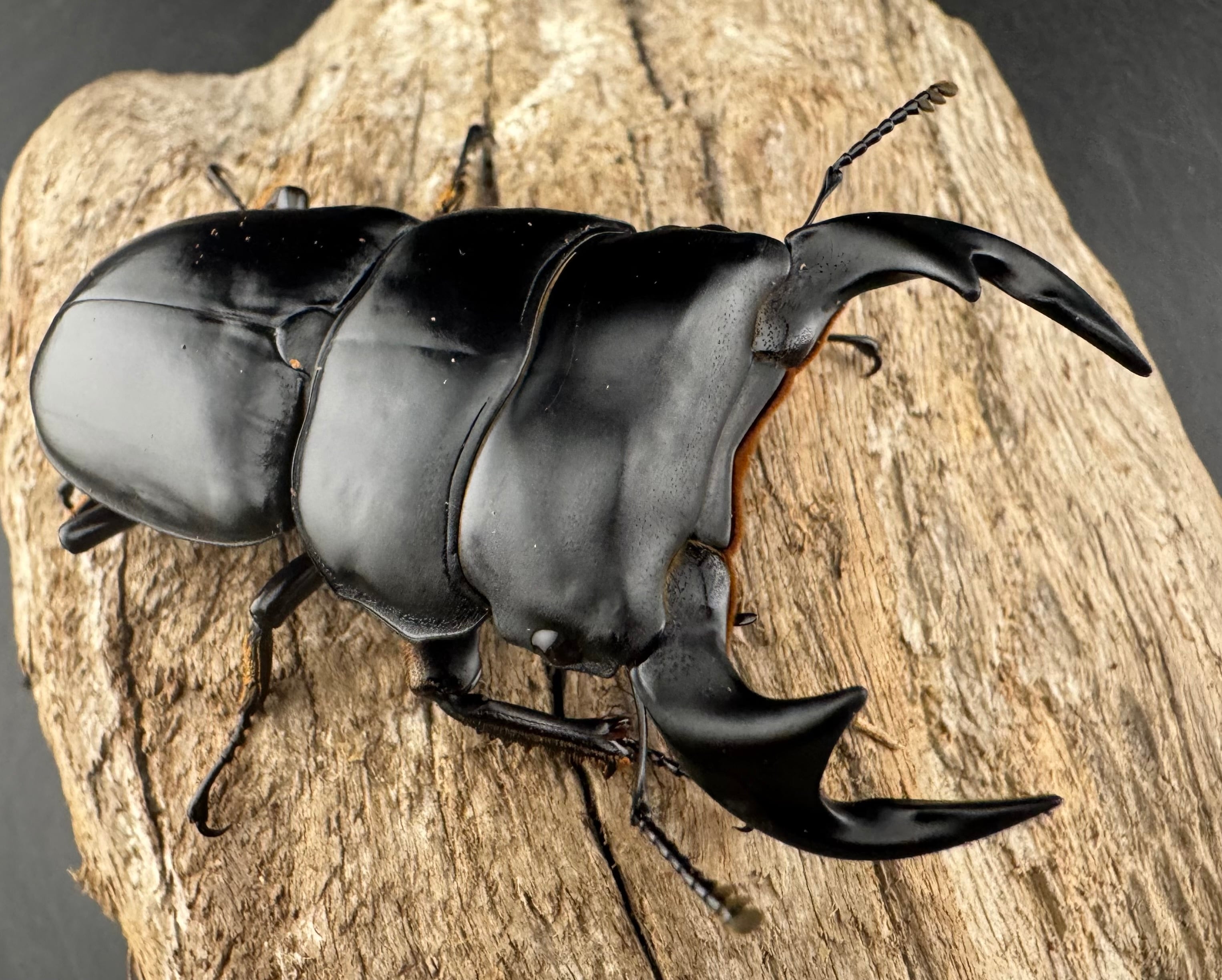 マレーアンタエウスオオクワ 72mm ペア》 | KPW公式オンラインショップ