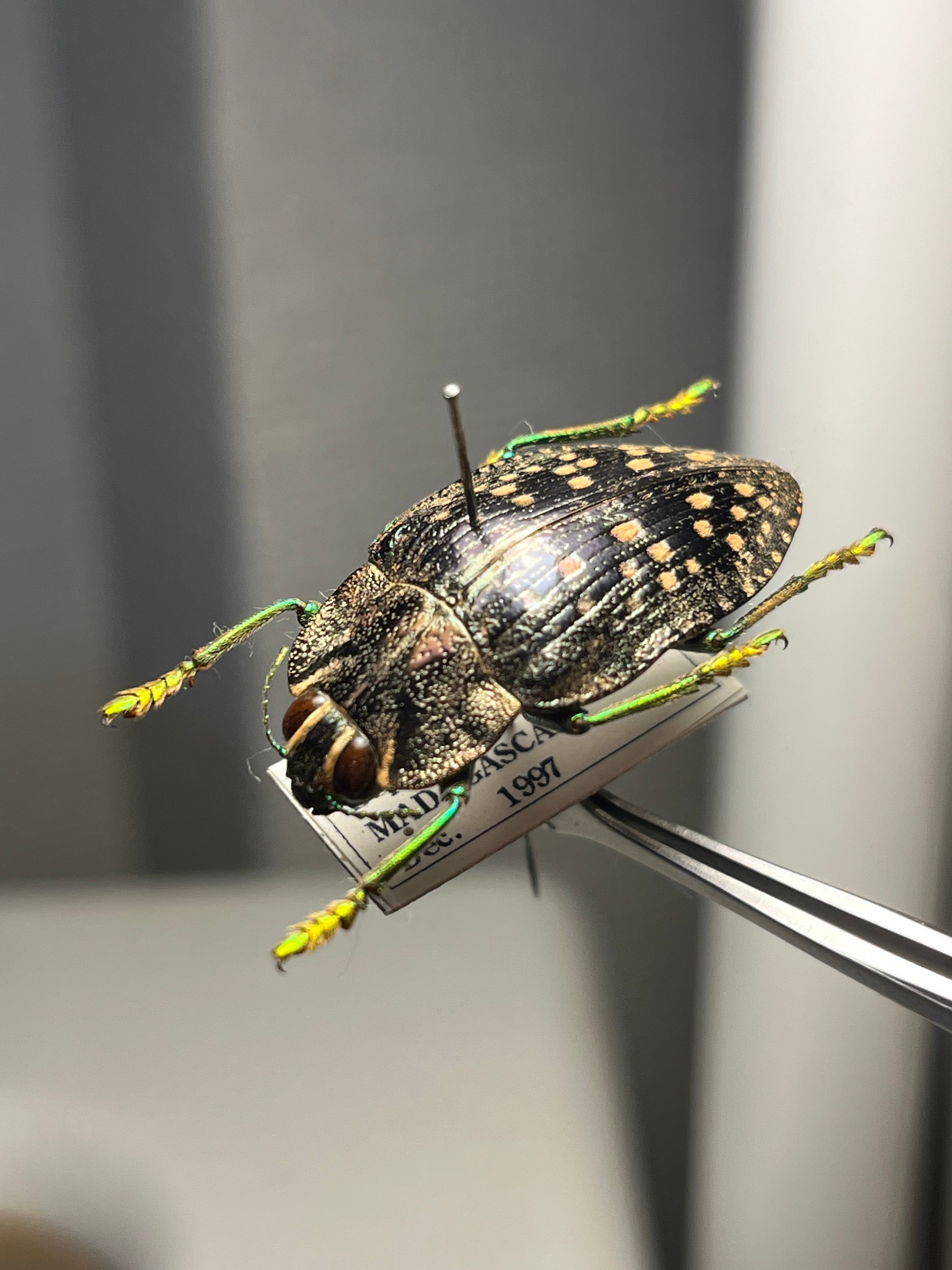 25mm】アカモンアラメムカシタマムシ ロエイ アラモンアラメムカシ