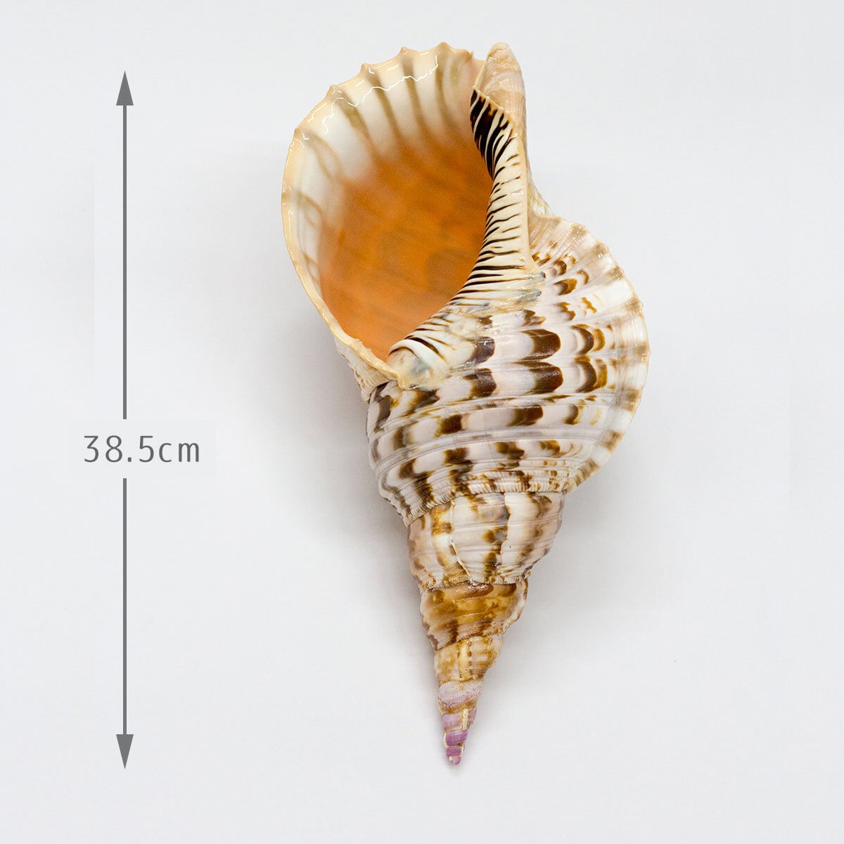 台湾産 販売 特大 約35センチ 法螺貝 ホラ貝 巻貝 魔除け