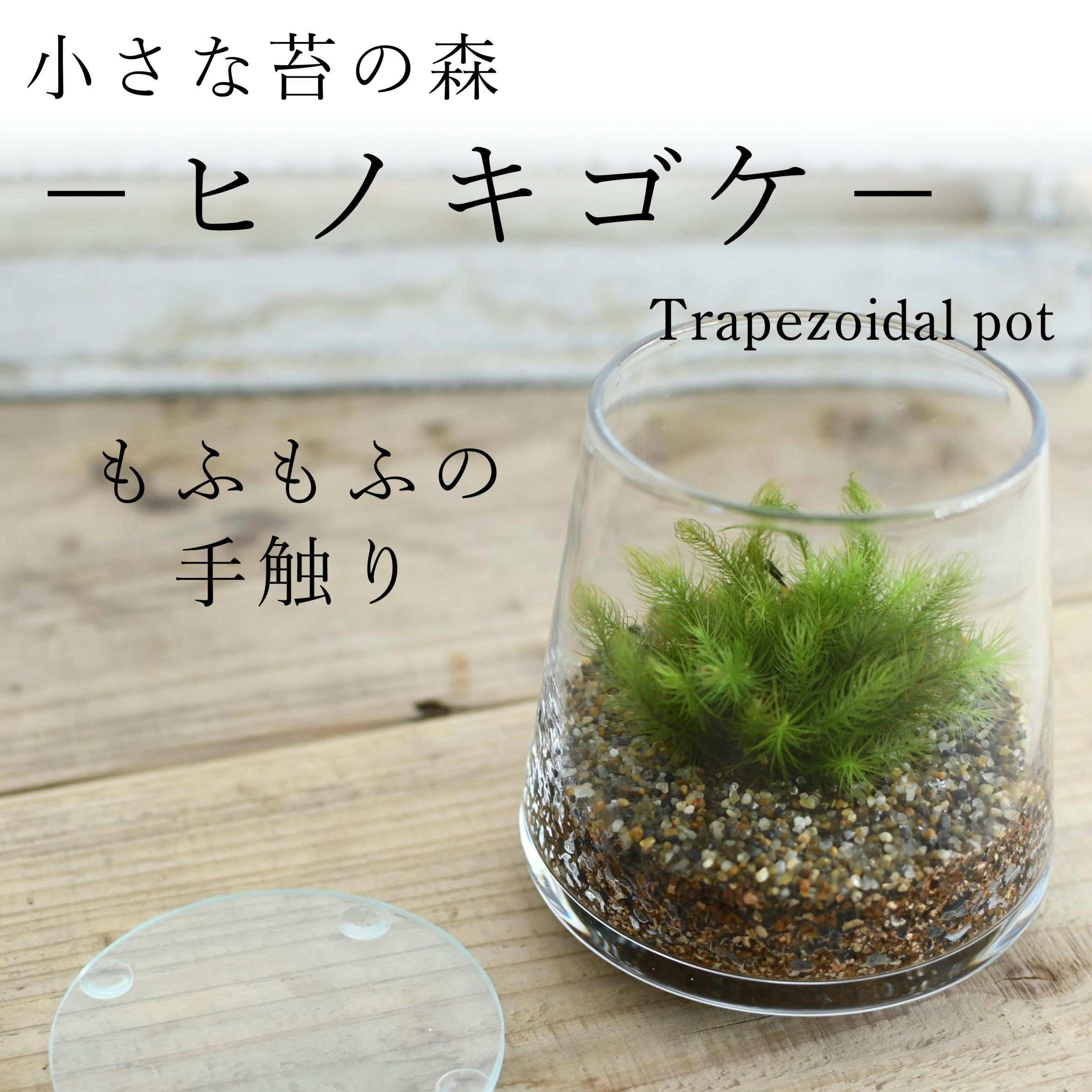 隠れ家付き！自然の中の飼育箱苔テラリウム 隠れ家つき！、自然の中の