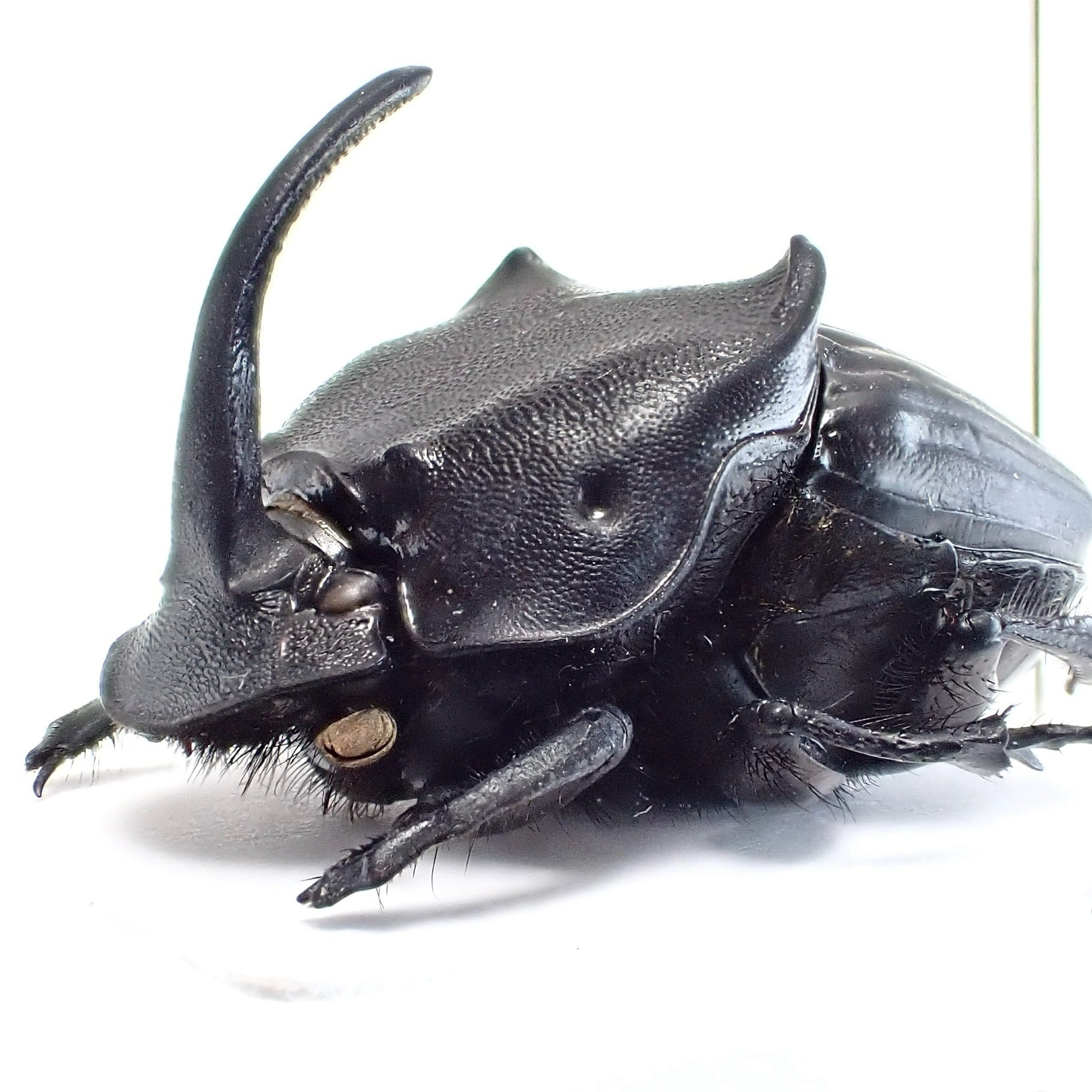 標本 Kenya Homoderus gladiator 48mm 標本 Kenya Homoderus gladiator