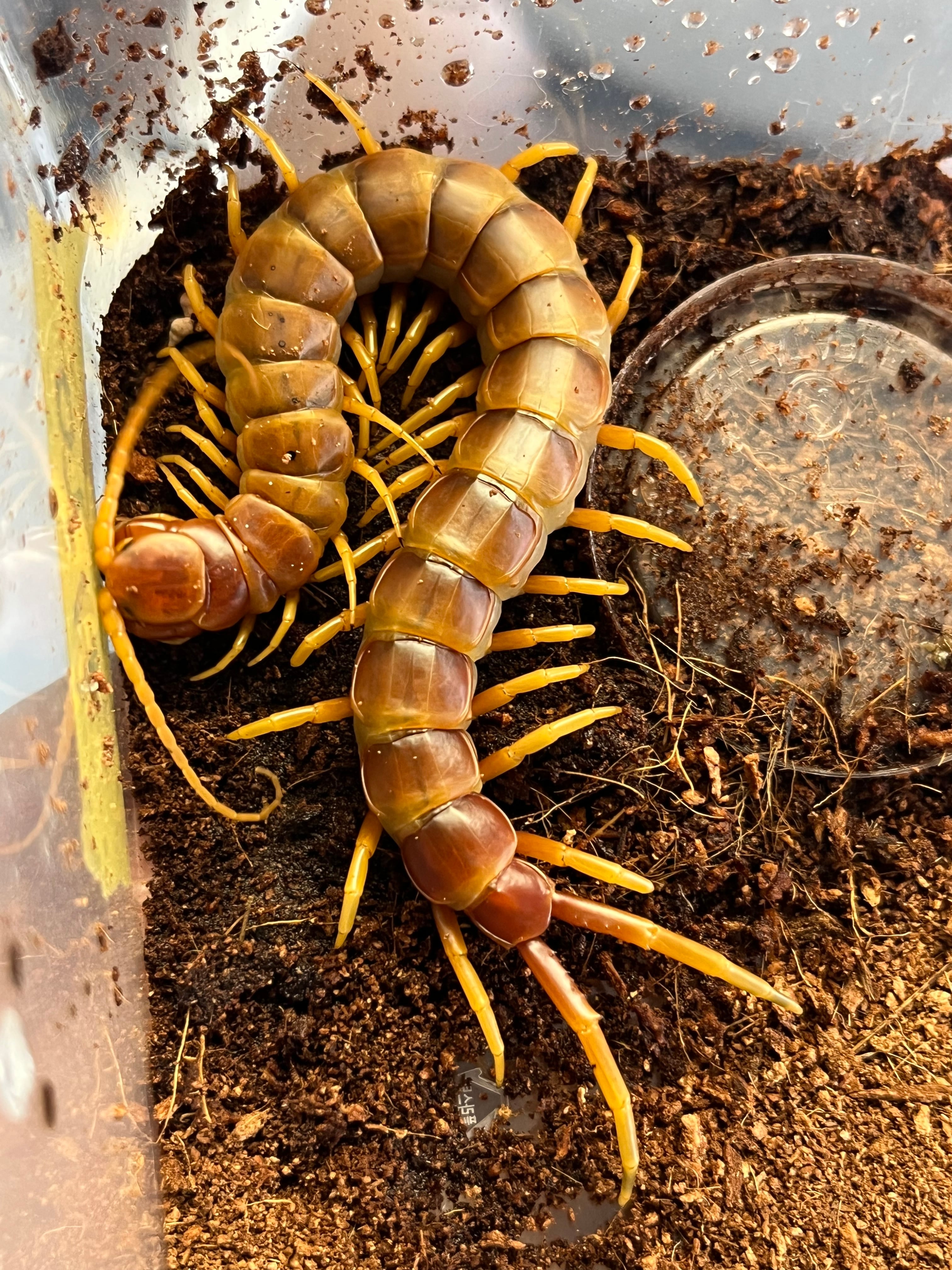 ロブスターオオムカデ Scolopendra robusuta 超特大ロブスター