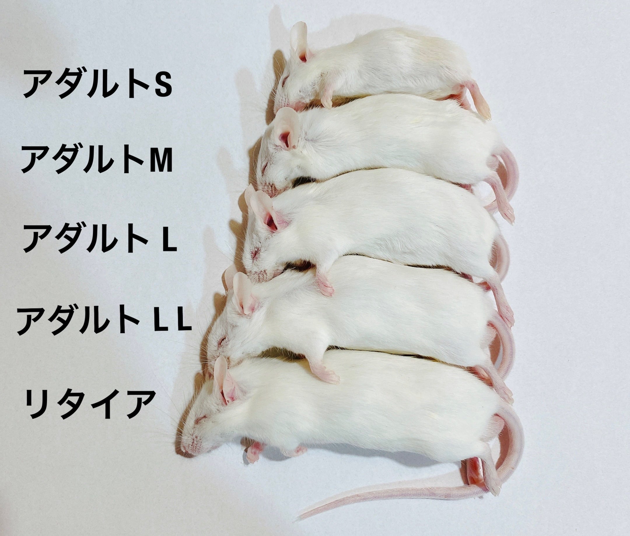 ホッパーマウス | ネズミ屋さん