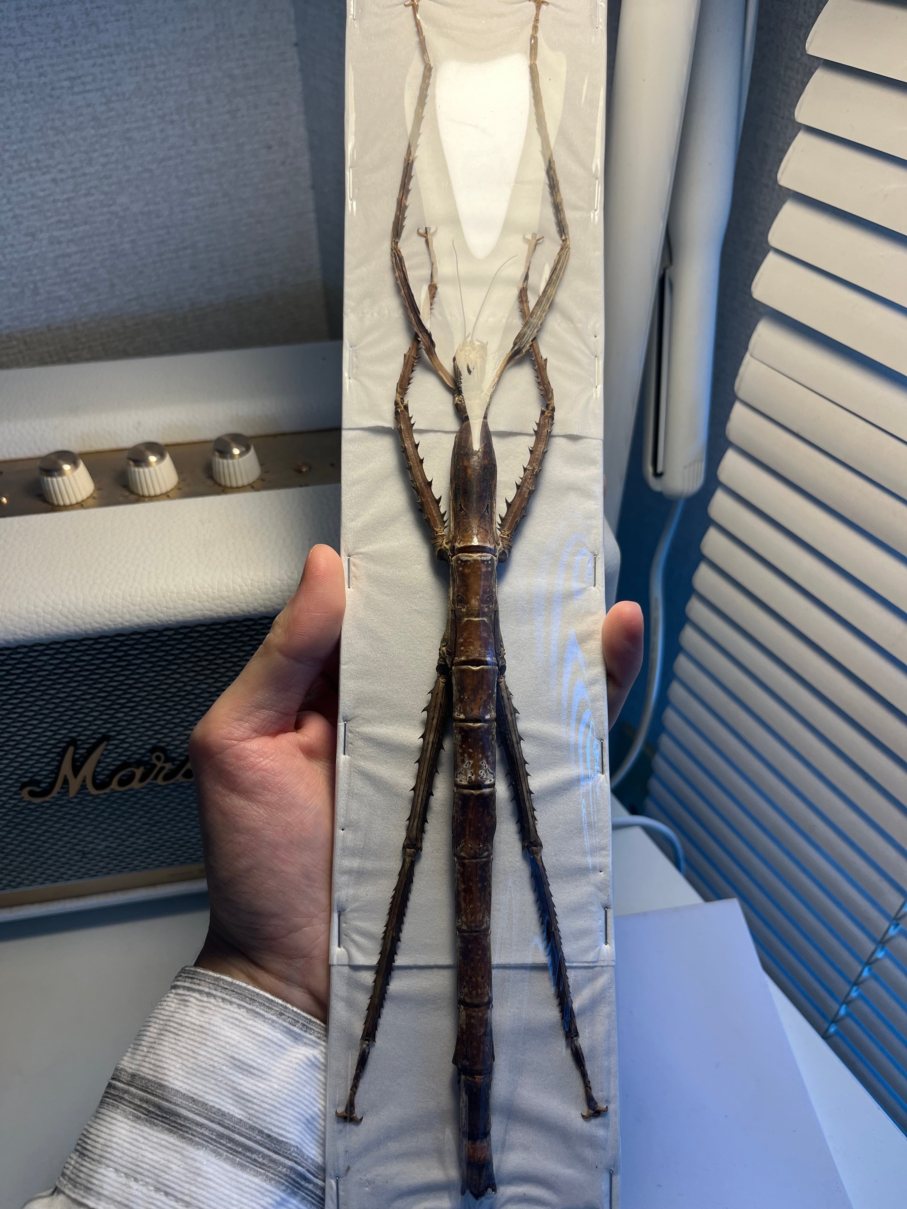 直翅類 | オモニキチュウ