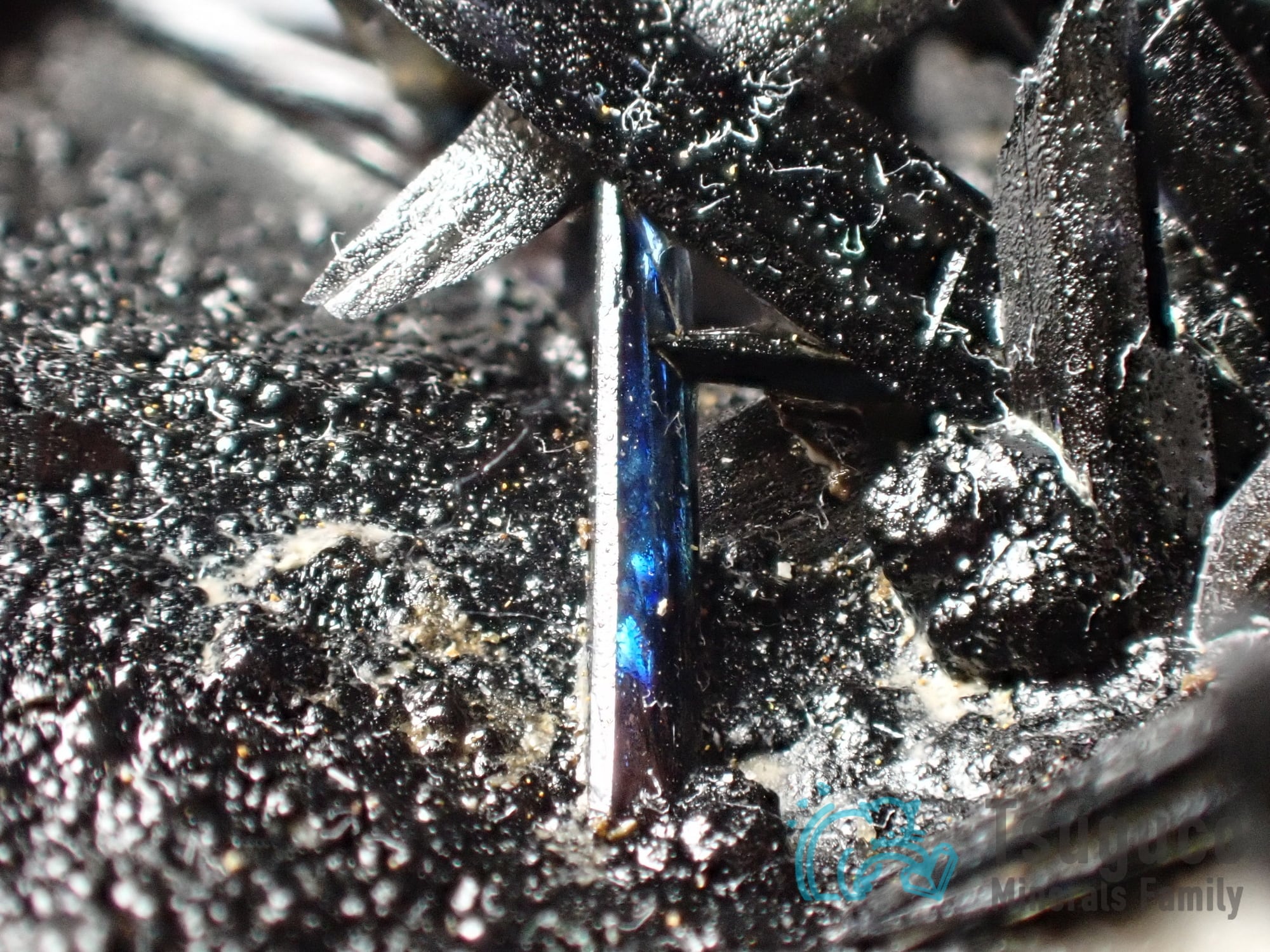 ビビアナイト 貝 鉱物 標本 原石