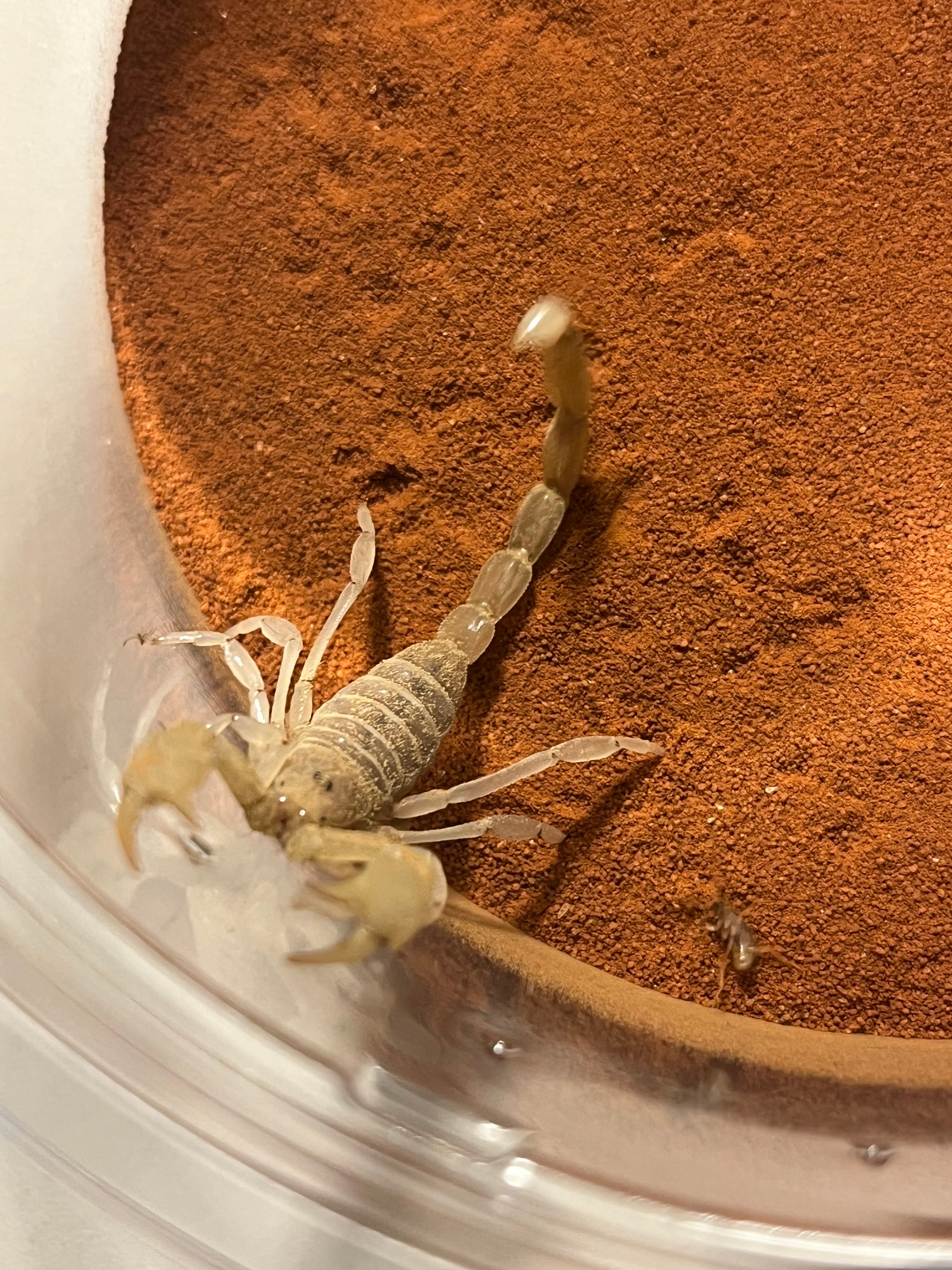 バーグサンドスイマースコーピオン Paruroctonus baergi 全長4cm程