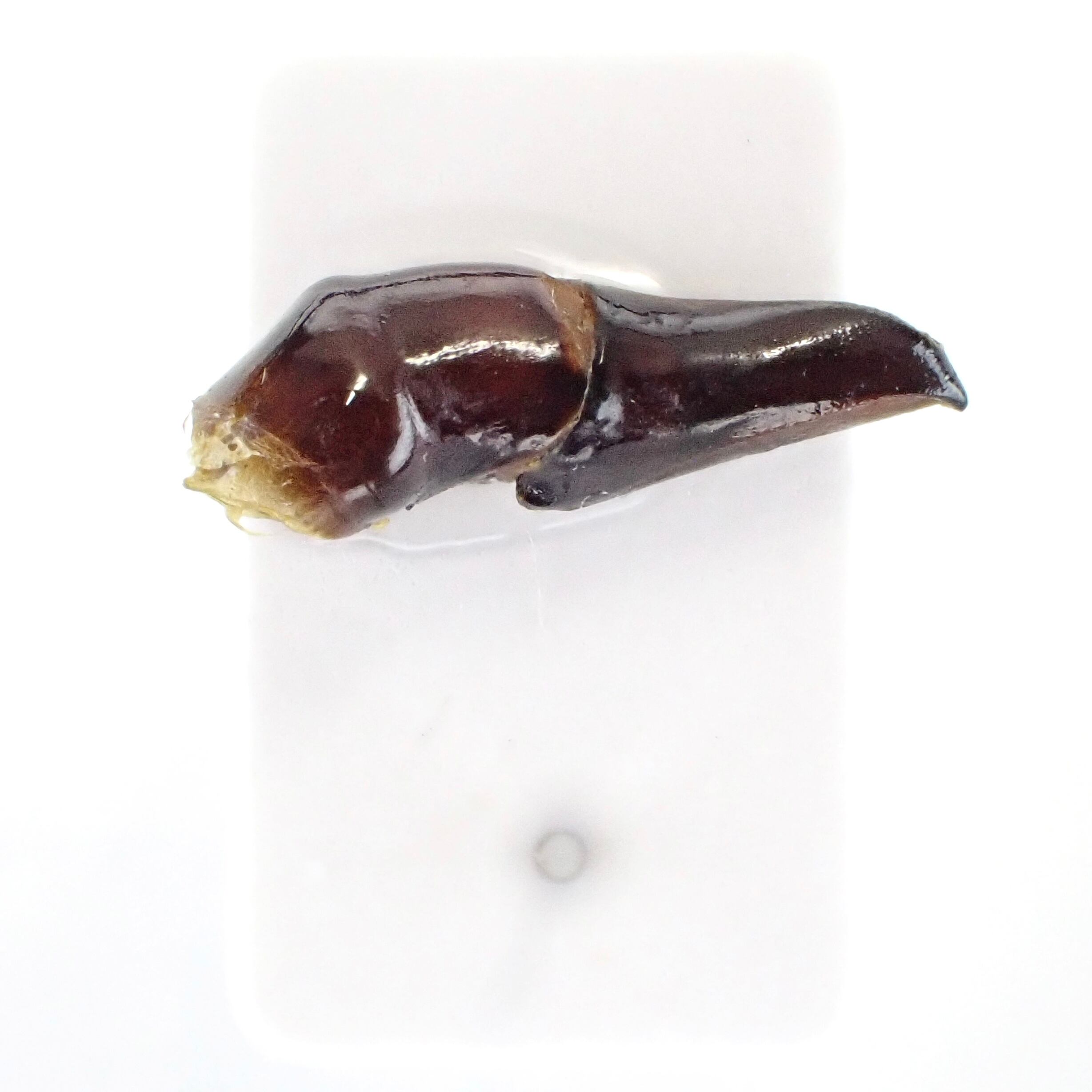 標本 Tanzania Helicopris pirmal 51mm 標本 Tanzania Helicopris