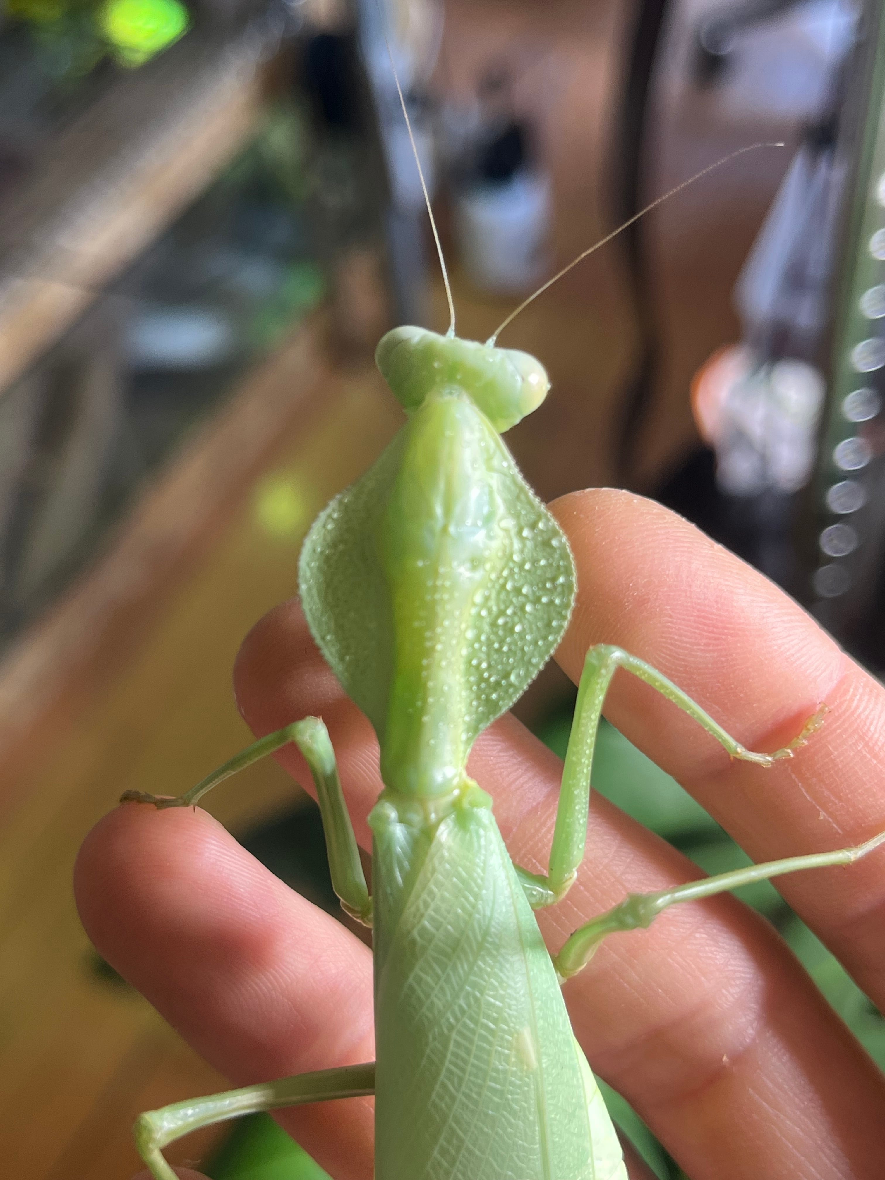 ティモールジャイアントシールドマンティス 全長9cm程 7齢 ムカデ